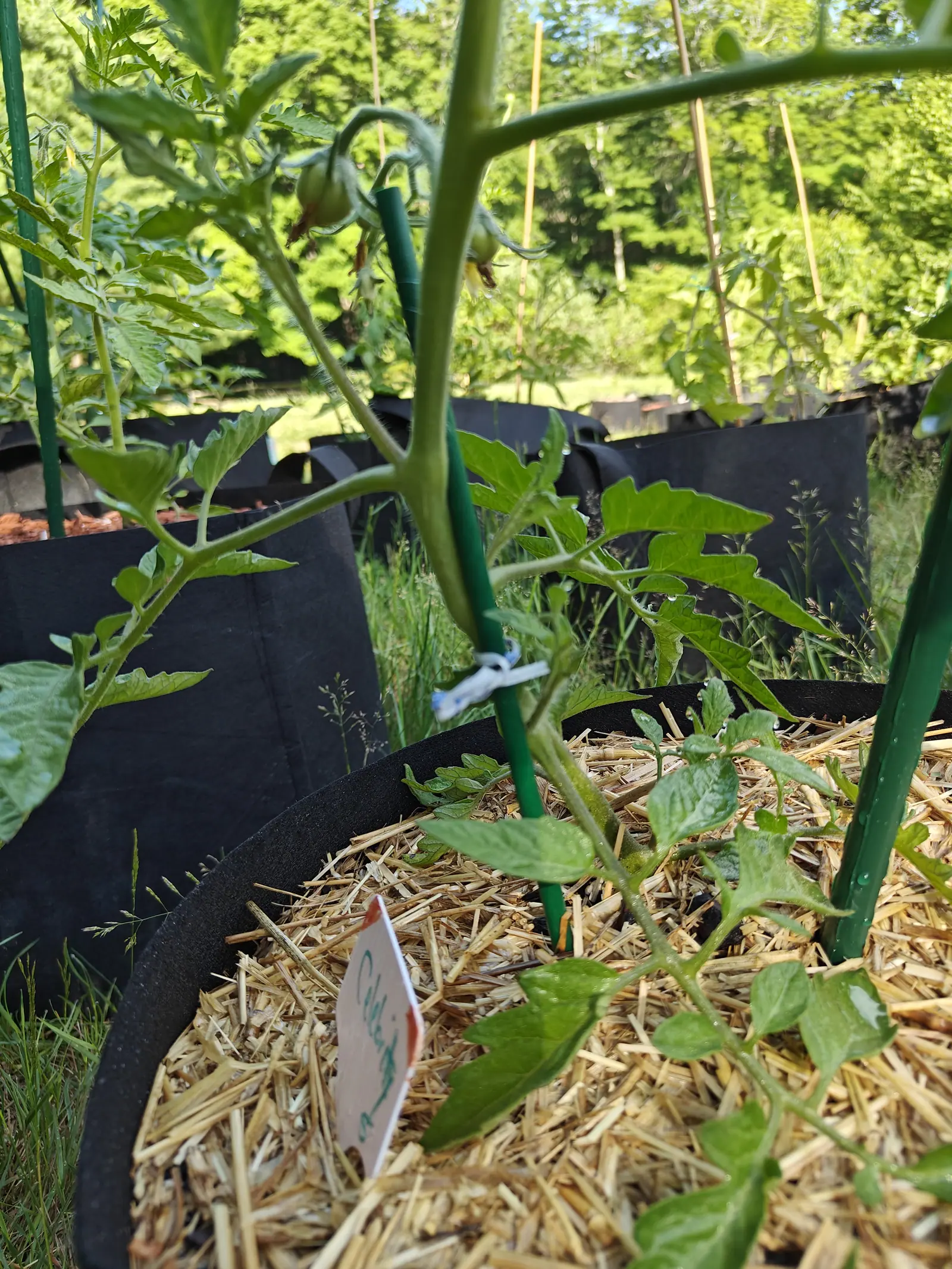 A Celebrity tomato on 29 June with two fruit hung under one truss and a third just setting behind them, dew still along its right-hand leaf edges, and a row of canes standing empty in seeded grass under a bright sunlit treeline.