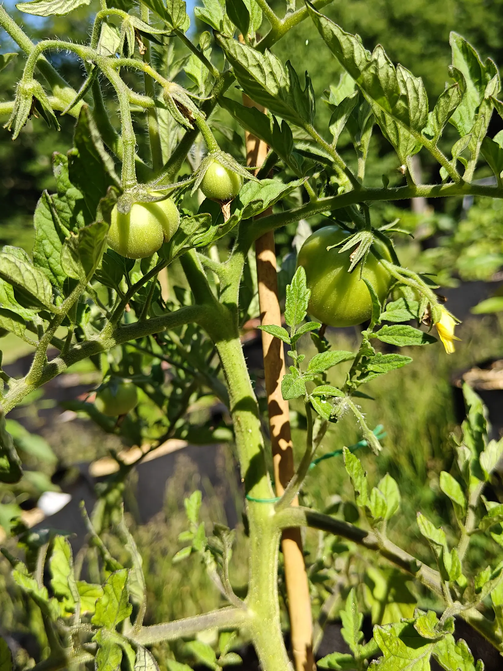 A Sub Arctic Plenty tomato on 29 June, one fruit still whitish-green and furred over the shoulder while another beside it has gone glossy and taken a broad pale band from the sun, with a last yellow flower open at the edge of the frame.
