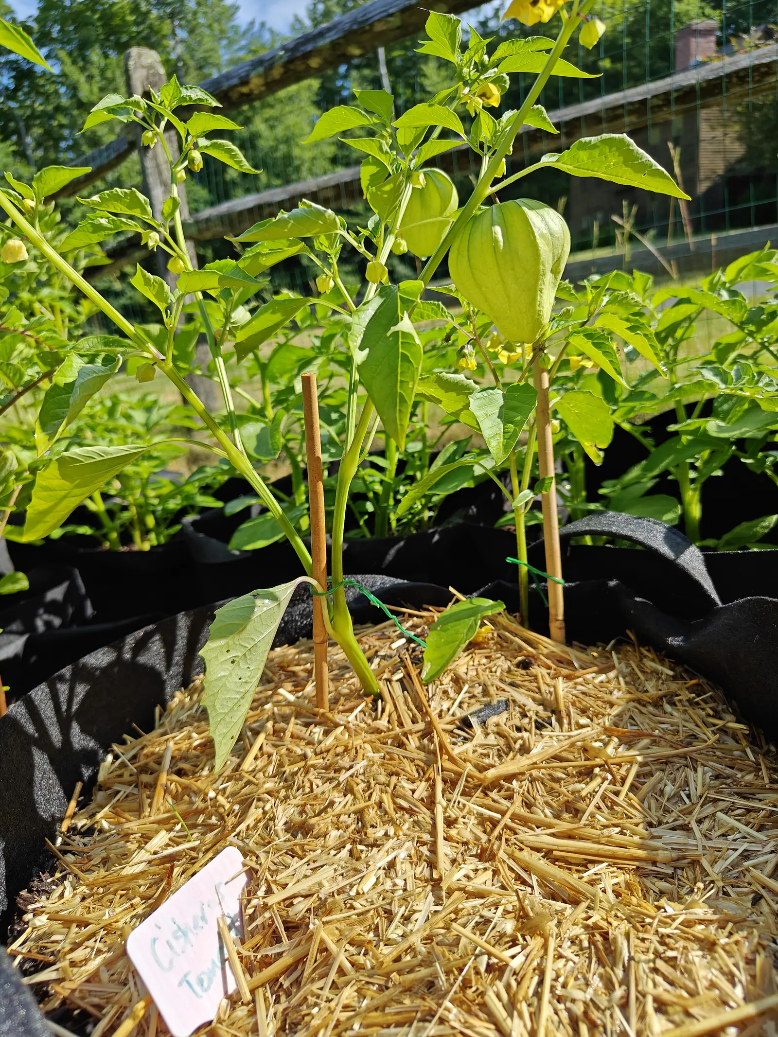 A Pineapple tomatillo on 29 June, its husk drawn so tight over the fruit that the five ribs stand up as raised pleats with the dried flower still at the tip, side-lit hard on a morning that has the lawn behind it in full sun.