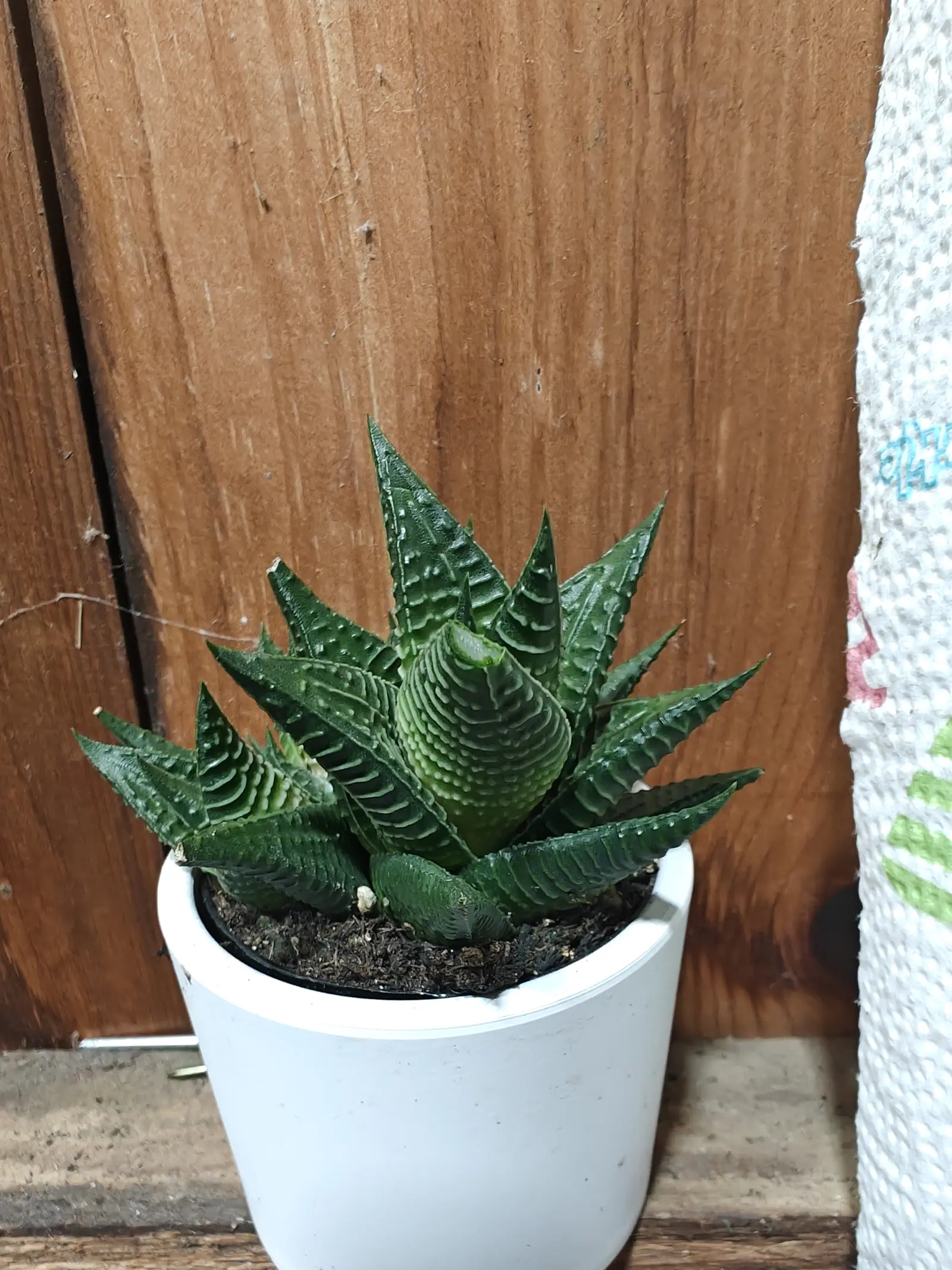 A Haworthia on 29 June, fifteen stiff triangular leaves held out almost flat with their tips turned up, each backed by raised white tubercles set in neat transverse bands and edged with a fine line of pale teeth, in dim indirect light.