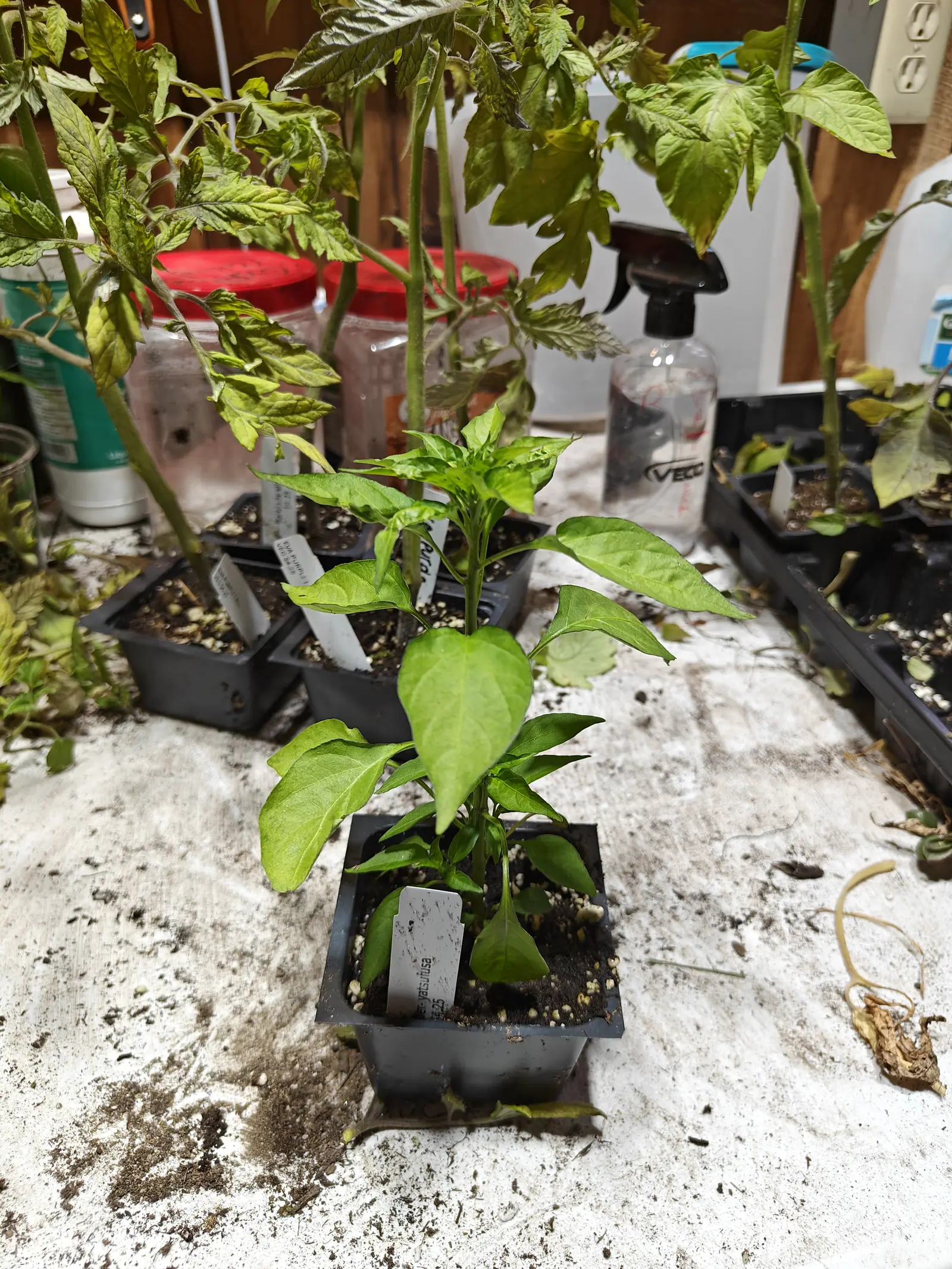 A Yatsufusa pepper on 29 June, one slender stem breaking into a tight cluster of shoots at the top where the newest leaves are still folded and pale, the largest below hanging out and down, on a bench strewn with dried roots in dim light.