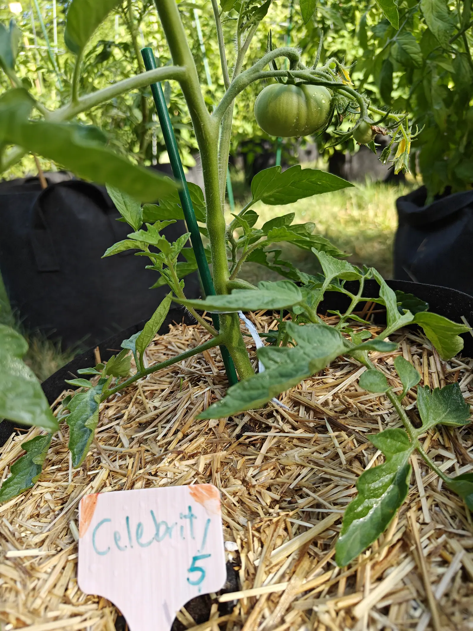 A Celebrity tomato on 29 June seen from ground level, one flattened fruit ribbed hard over the shoulders with a paler band across it and droplets standing on top, and a yellow flower still open on the same truss in warm low sun.