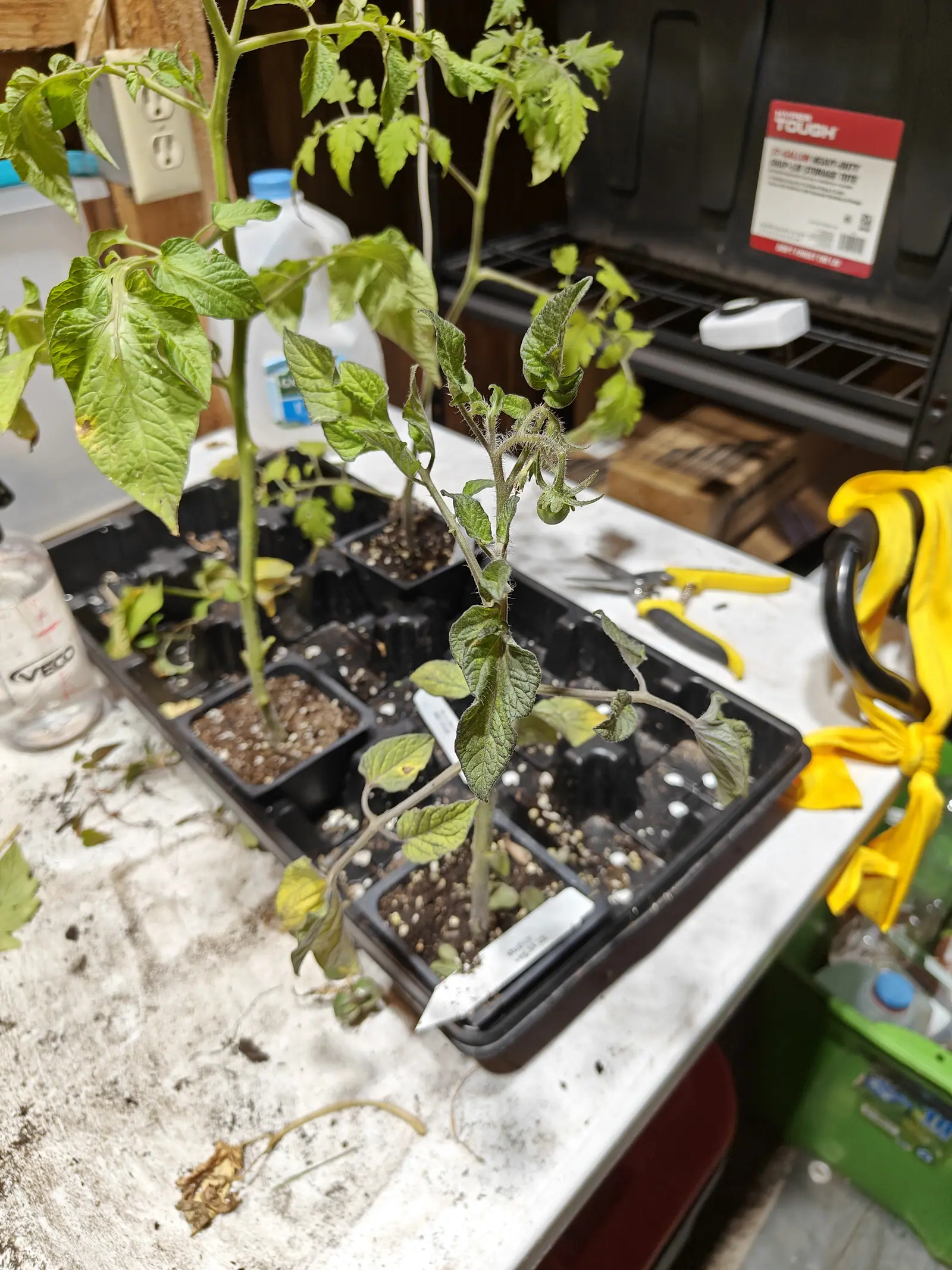 A Stupice tomato on 29 June, bare-stemmed and gray-green with its leaves curling inward, already carrying one small round fruit on a short hairy truss and two more setting behind it, two of its six cells still nothing but bare compost.