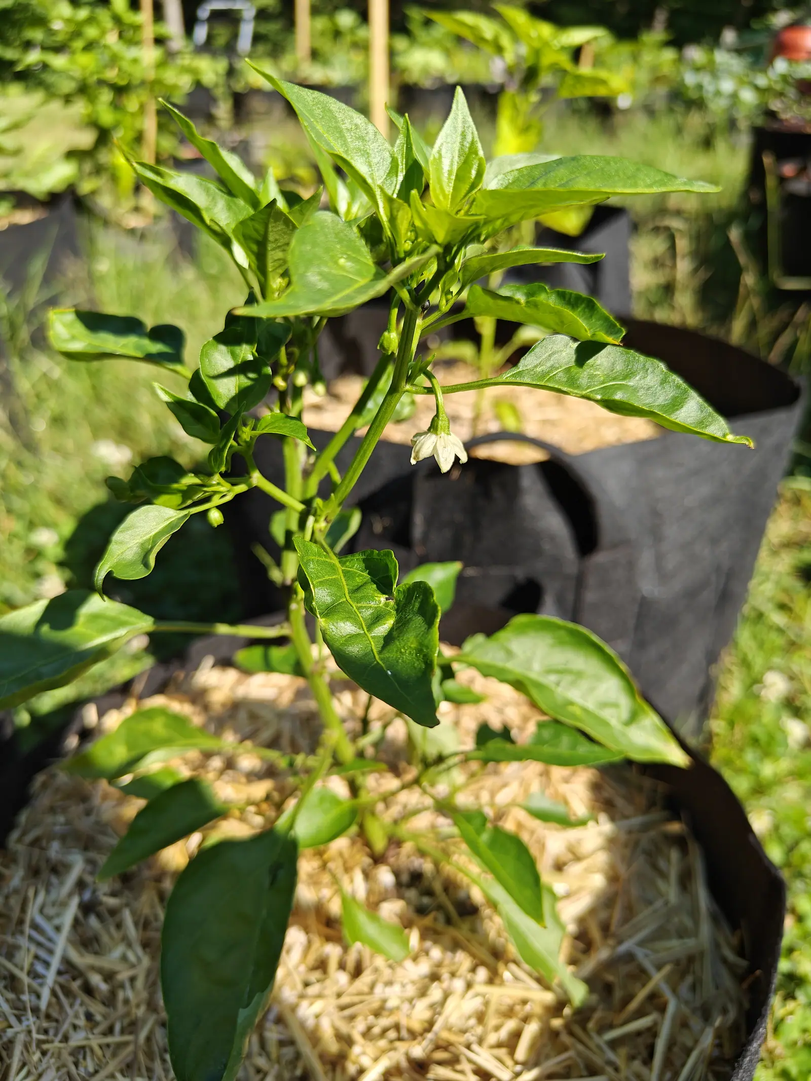 A Piquin pepper on 29 June, one white flower hanging open-faced from a curved stalk with the last one shriveled beside it on the same node, half a dozen buds still tight in the axils behind, and seeded grass standing bright beyond that.