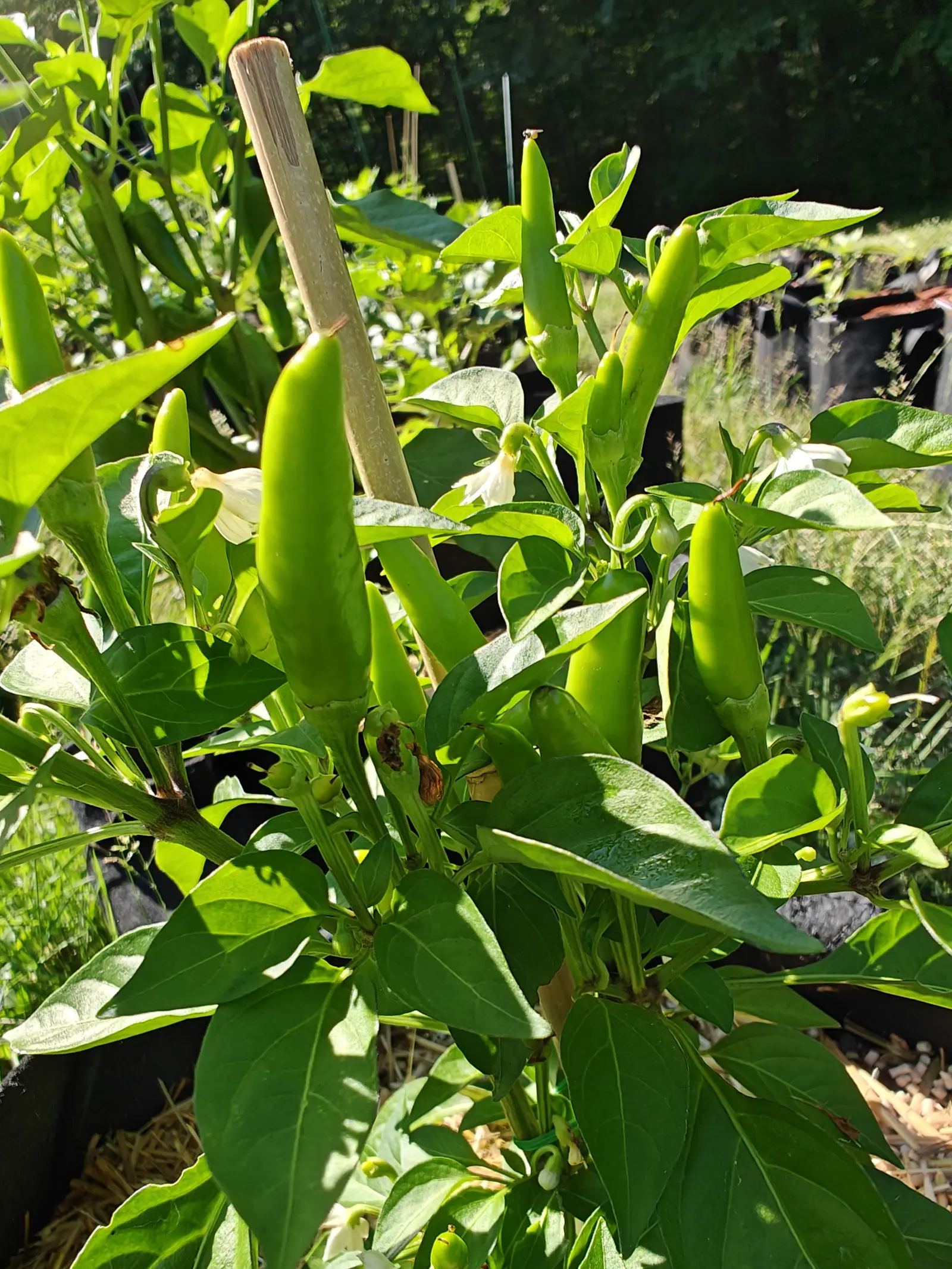 A Chili Red pepper on 29 June with six or seven pods standing straight up out of the leaves, waxy and so much paler than the foliage that they read almost yellow, while the flowers among them hang the other way in hard side sun.
