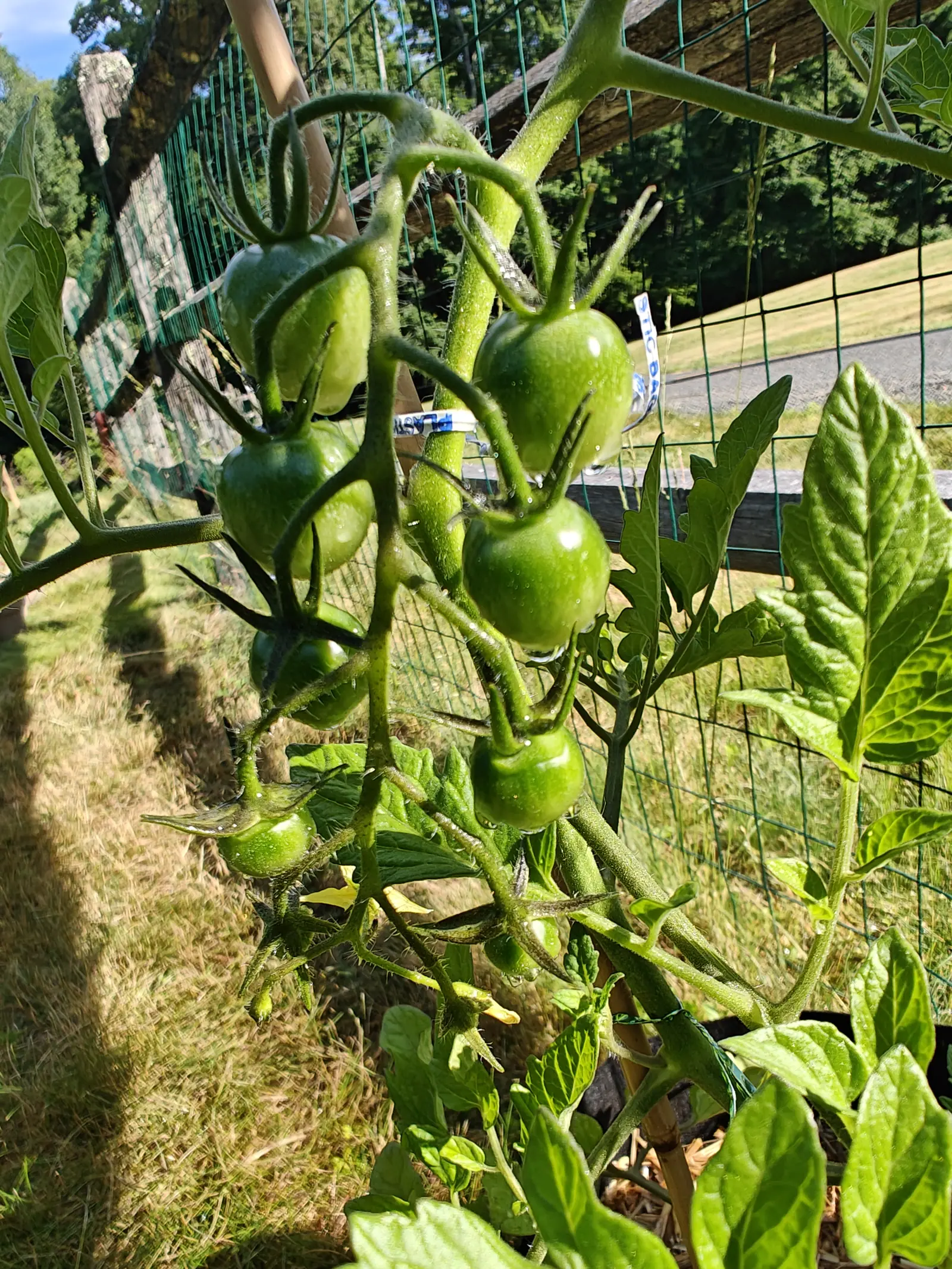 A Super Sweet 100 tomato on 29 June, ten fruit strung down one arching hairy truss that graduates from full green globes at the top to wilted flowers still hanging at the bottom, each of them holding a drop of dew in bright morning sun.