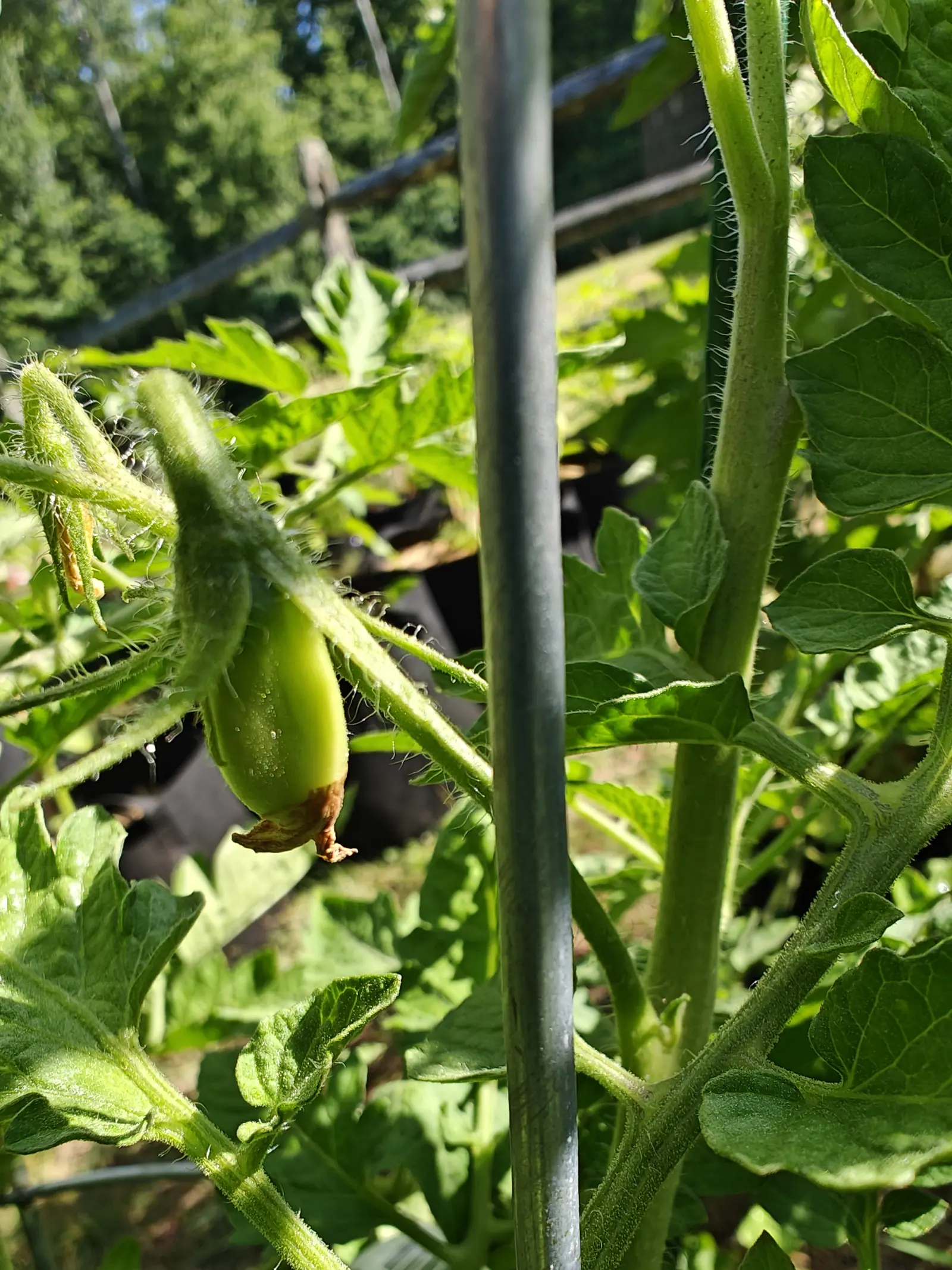 A San Marzano Roma tomato on 29 June, pale green and blunt-ended with the dried brown flower still stuck to its nose inside a white-furred calyx, water beading along the hairy stalk in hard direct sun and the woodland behind dissolved.