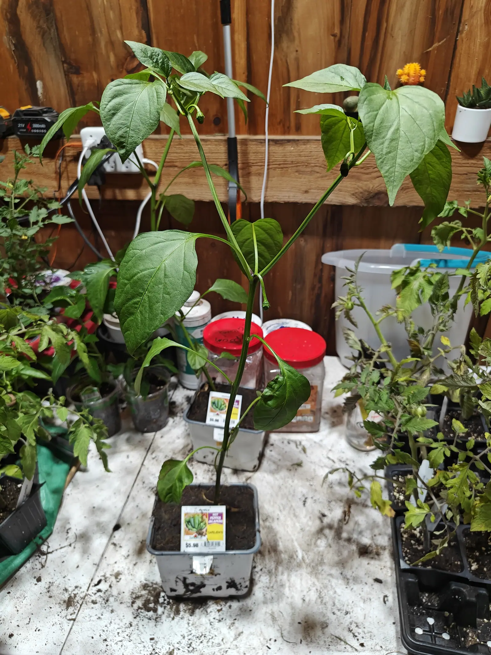 A Capeliente pepper on 29 June with a flower hanging face-down off a stalk hooked like a shepherd's crook, and at the same node a dark green fruit already sitting in its flat flared star of calyx, under dim indoor light.
