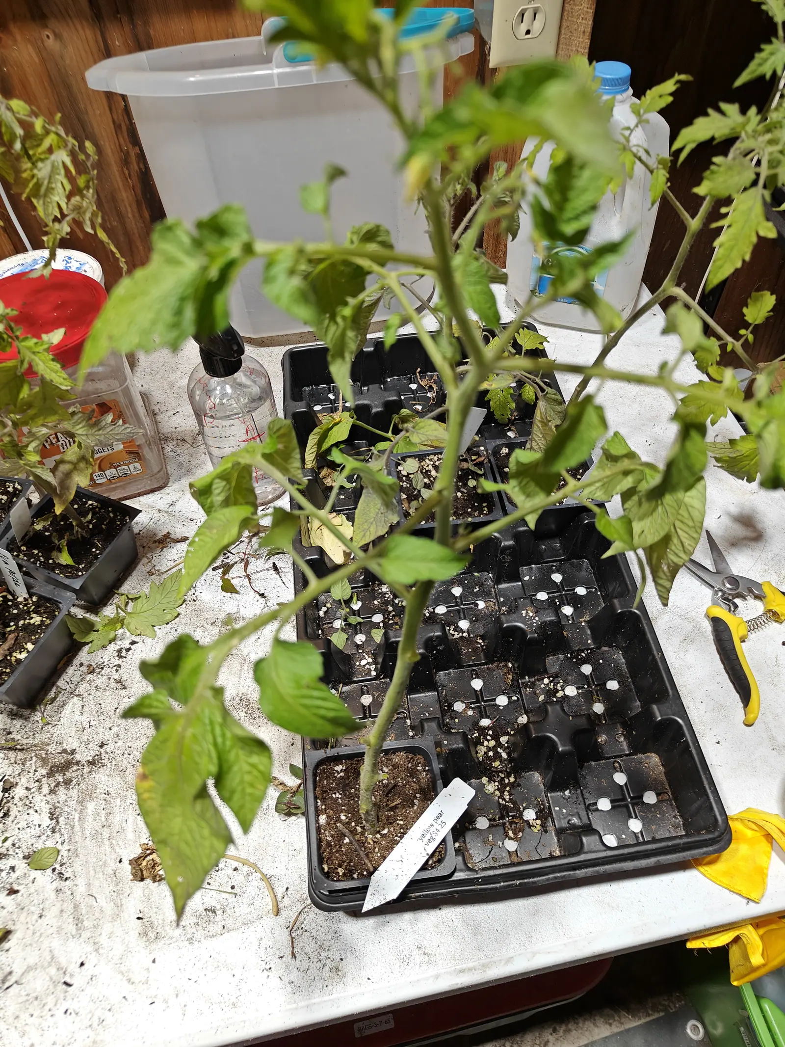 A Yellow Pear tomato on 29 June, drawn up thin and reaching, its long bare internodes leaving the stem naked but for the nubs where the lower leaves were pinched off, the outermost leaflets gone pale yellow in dim indoor light.