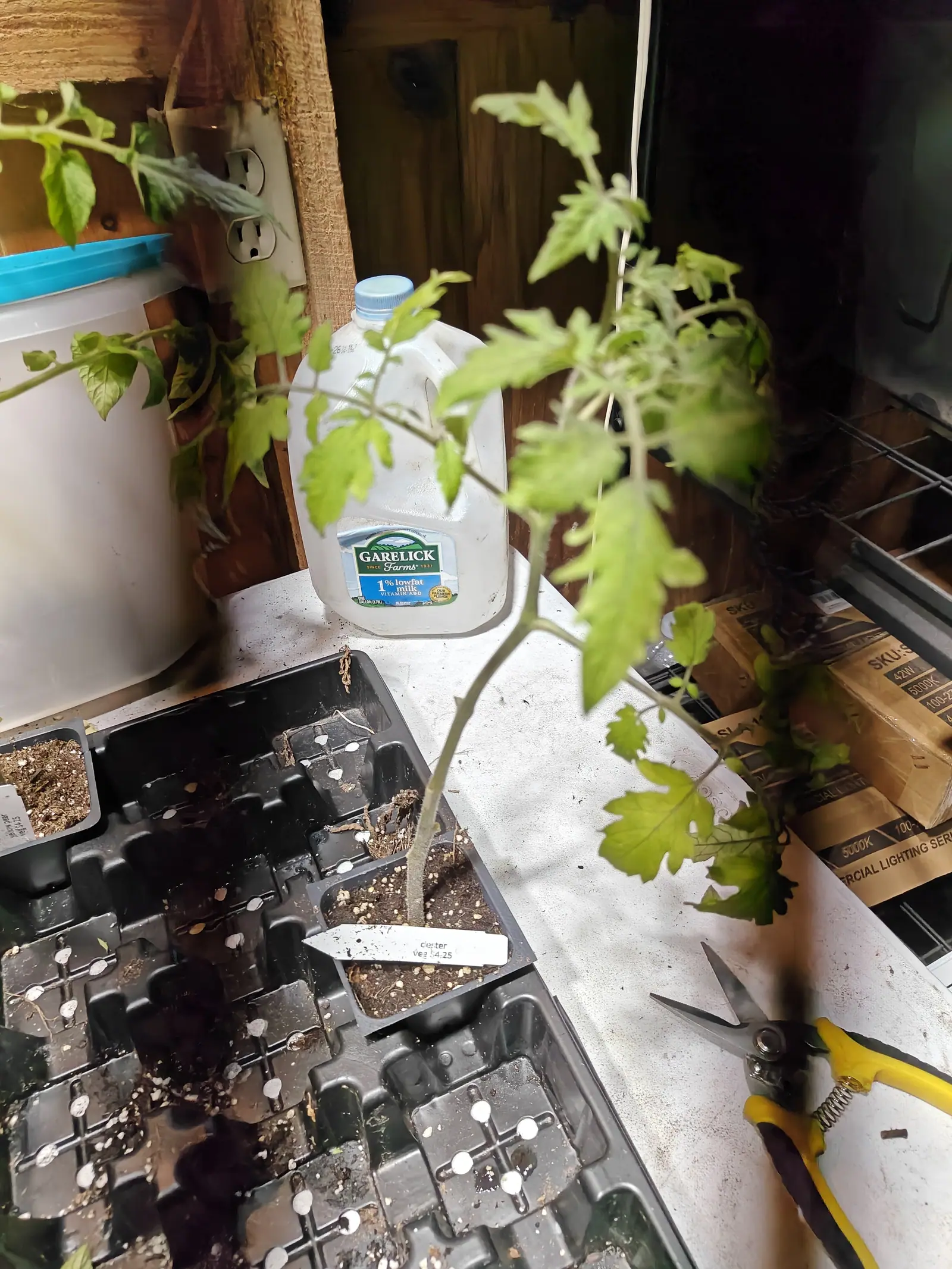 A Dester tomato seedling on 29 June, its bare stem bent into an S and unbranched almost to the top where it opens into thin pale leaflets, leaning into the one shaft of daylight that crosses the bench and leaves the far side in deep shade.