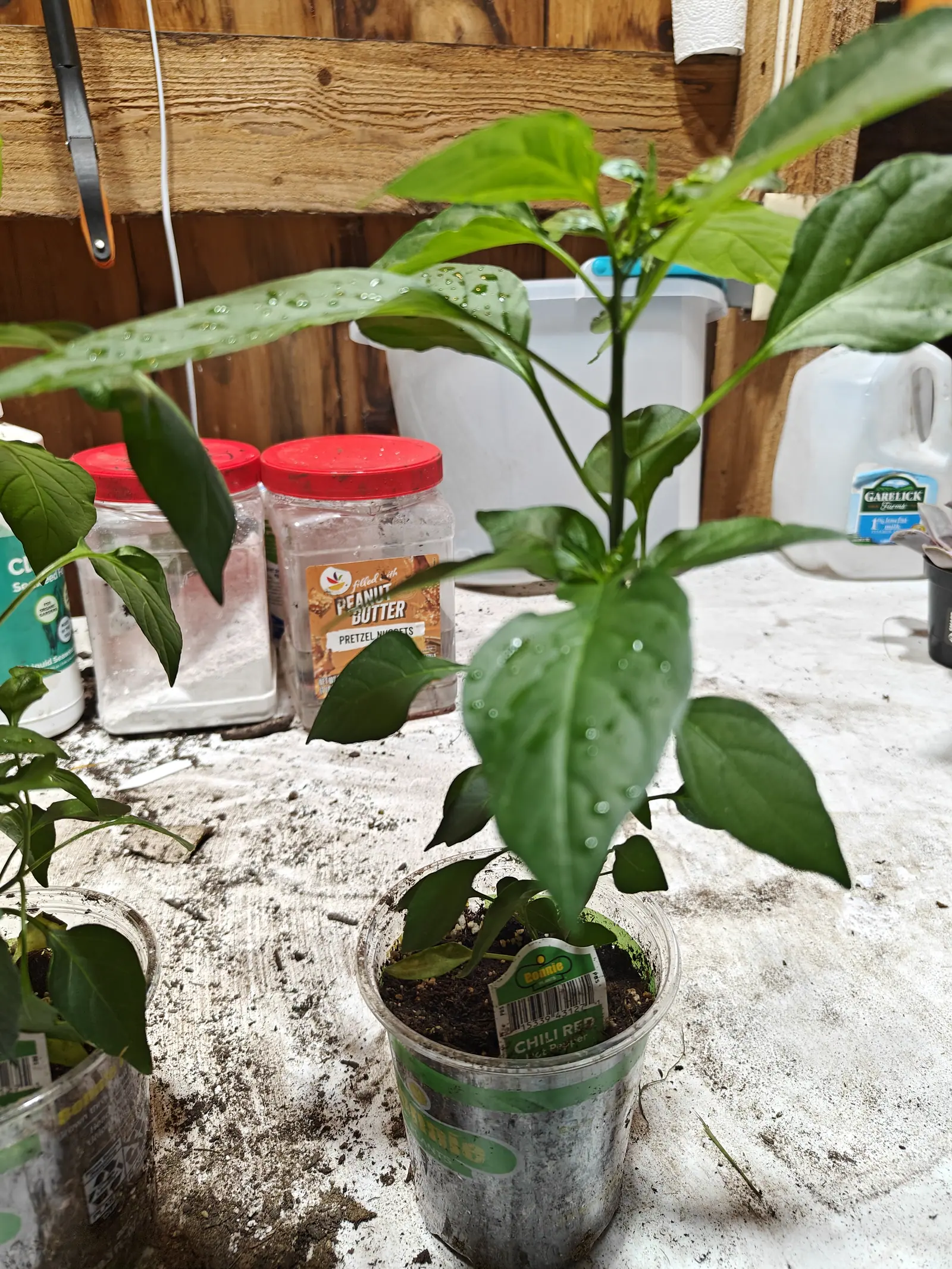 A Chili Red pepper on 29 June, a single stem just forked into two, its quilted leaves holding rows of water beads along the sunken midribs while the two lowest have gone yellow, all of it in flat soft light indoors.