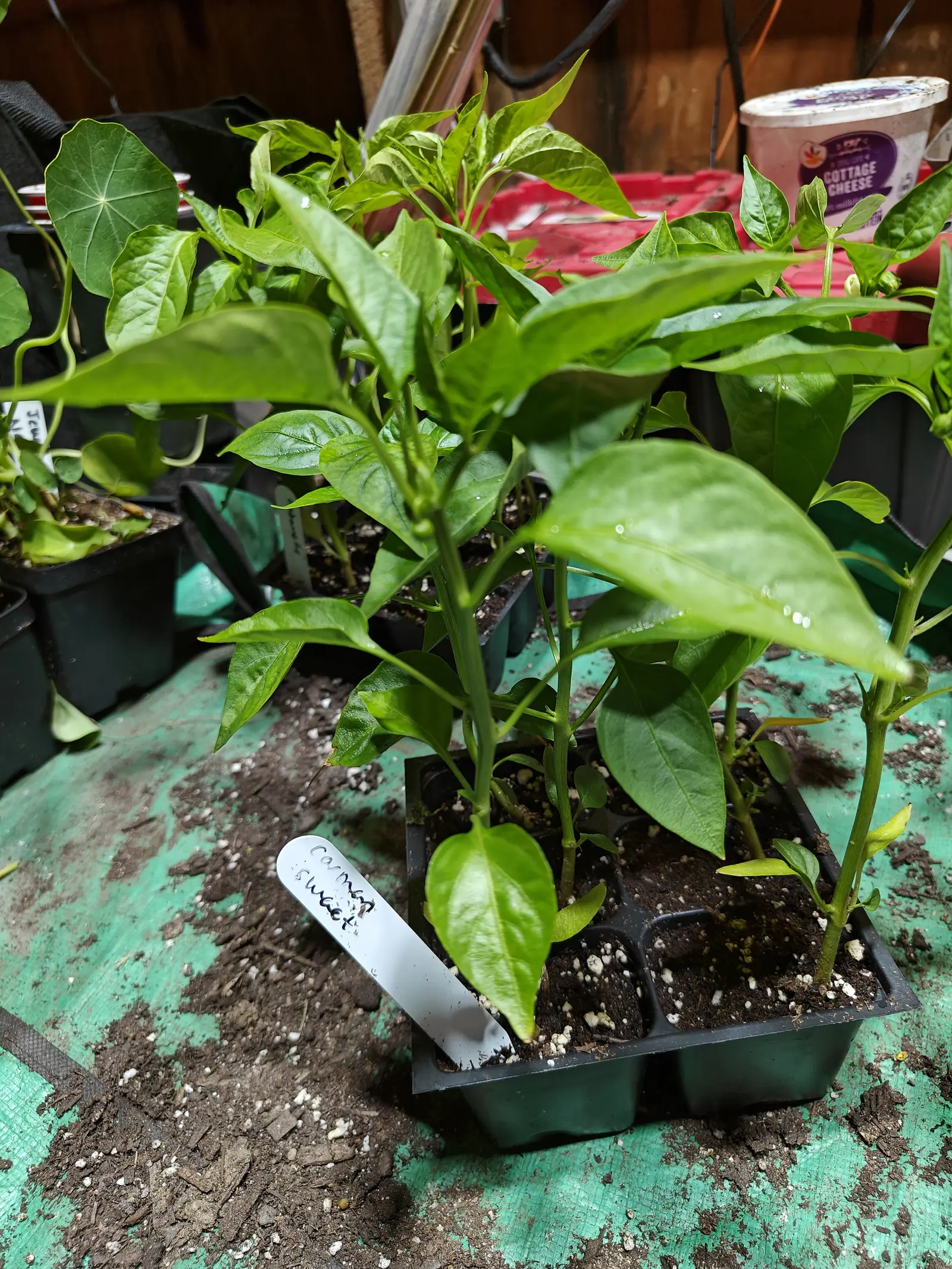 Carmen peppers on 29 June, already forking and woody at the base, one node carrying a cream-white flower cupped face-down beside a tight green bud, their flat glossy leaves catching a sheen off the soft indoor light.
