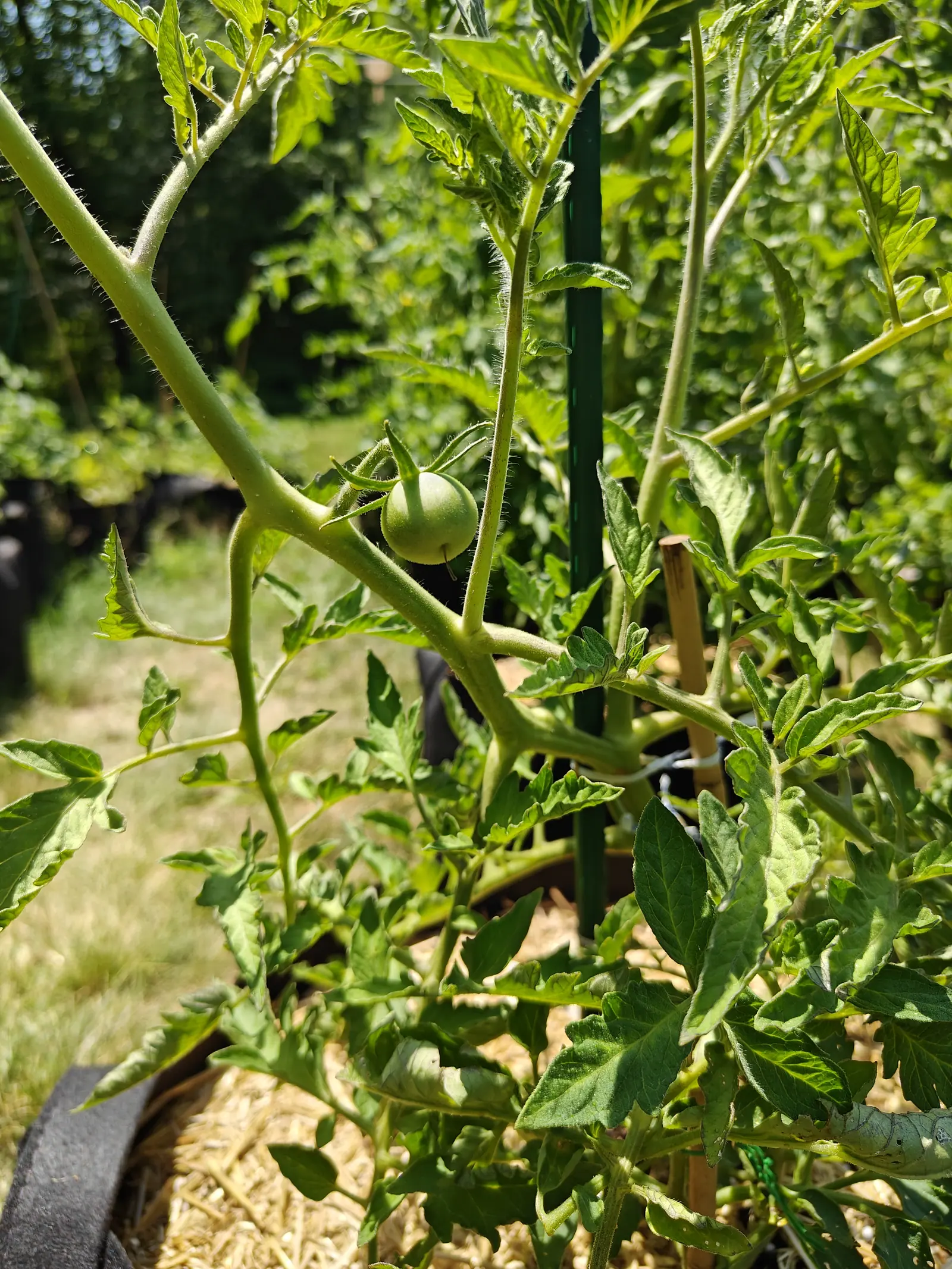 A Manitoba tomato on 1 July, a pale green globe still downy and ringed darker across the shoulder with the withered flower hanging off its blossom end, held under a swept-back star of hairy sepals in hard midday sun.