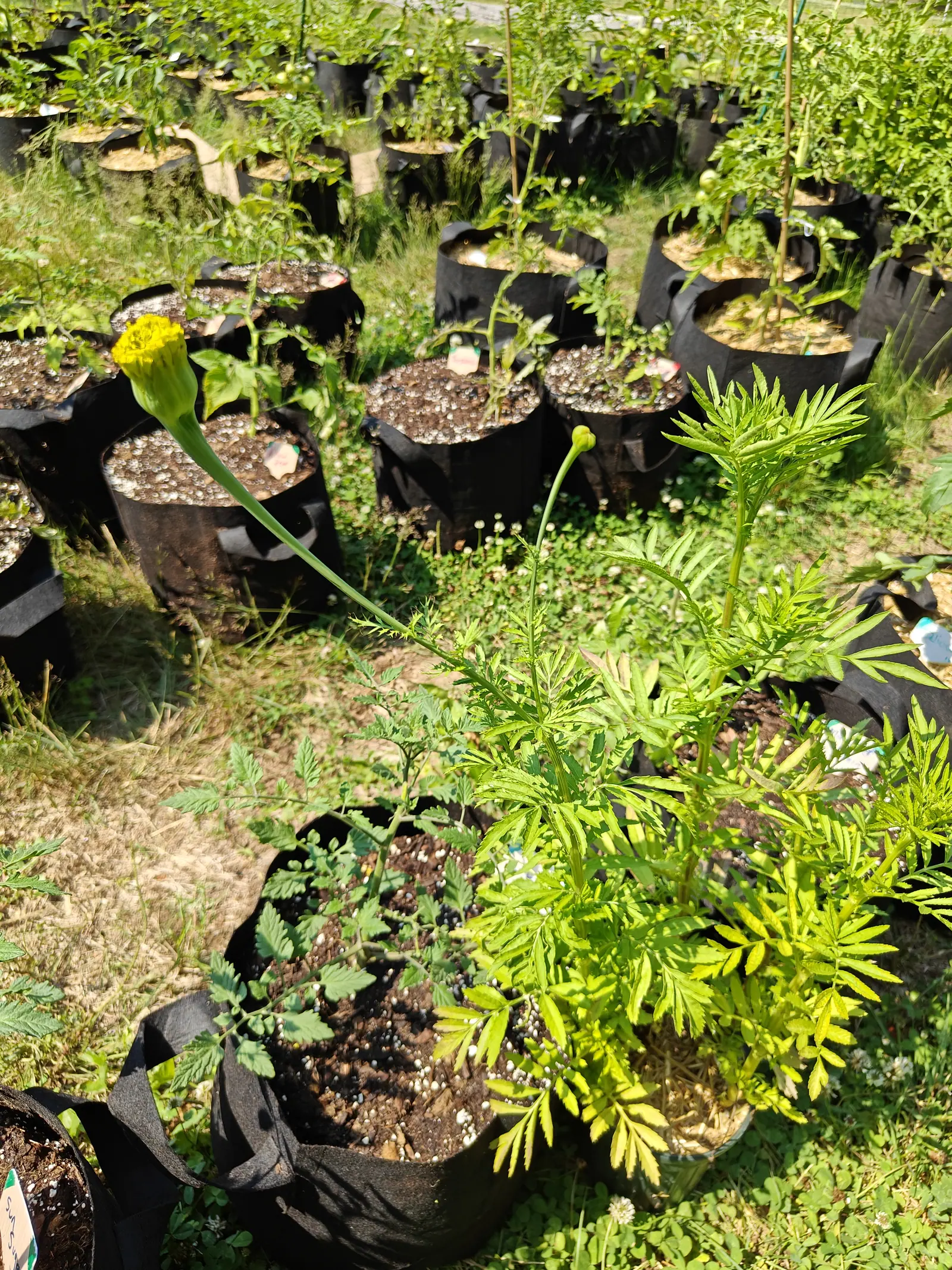 Marigolds on 1 July, brighter yellow-green than anything around them, one head arching out on a long swollen stalk with its crowded florets only just crumpling out of the top of the tube, clover in white flower underfoot in hard sun.