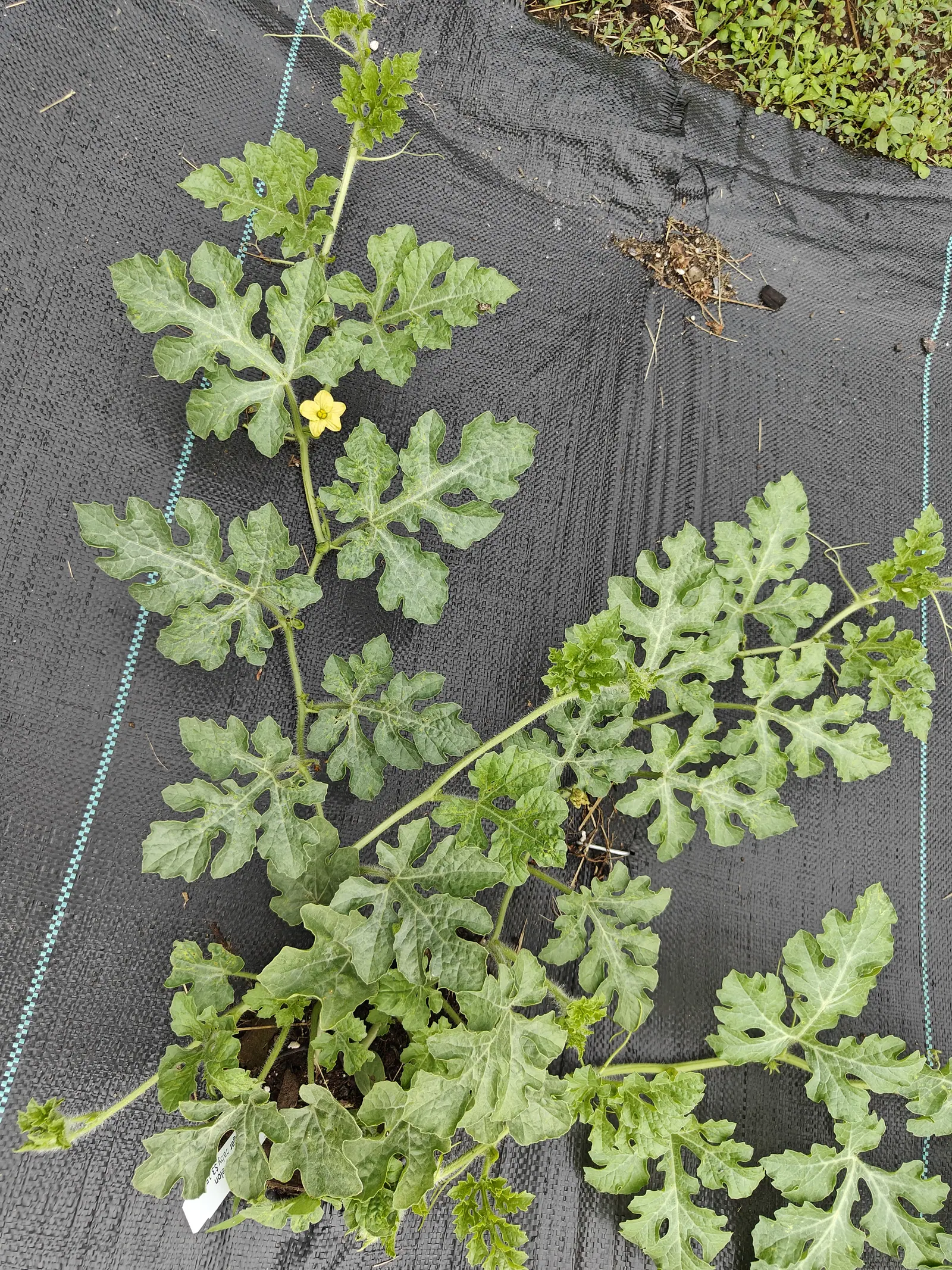 A Sugar Baby watermelon on 1 July, its gray-green leaves cut into rounded lobes and notched again so they read as a stencil against the black beneath, one shallow bowl of a male flower open on the vine under flat overcast.