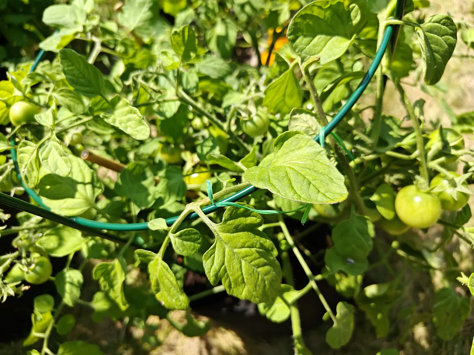 Cherry Falls tomatoes on 1 July, green all through the truss but graded by the light — the pair at the front bleached almost cream on their sunlit cheeks while the ones deepest in are near-black in the shade between the leaves.