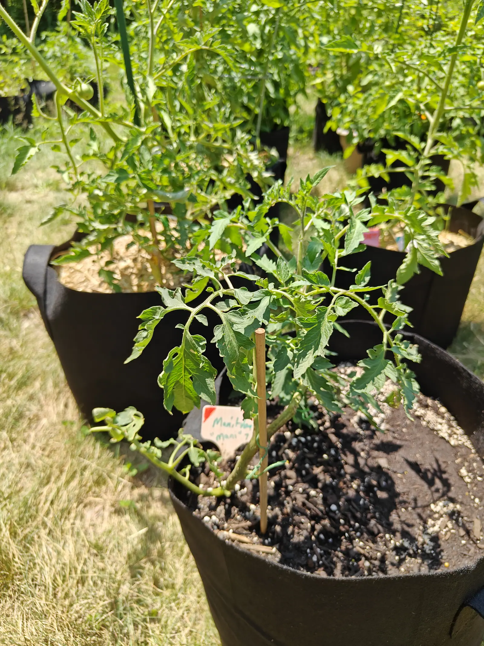 A Manitoba tomato on 1 July that has not stood up yet, its main stem lying flat along the compost with small extra leaflets tucked in between the main pairs, and the taller plants of the same sowing already bushed out behind it in hard sun.