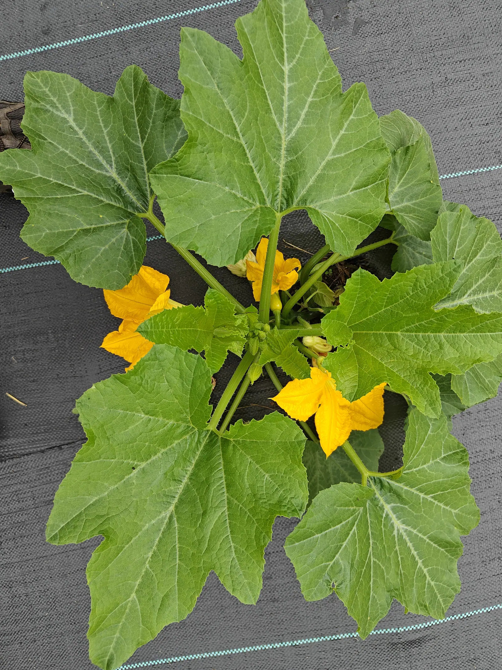 A Zephyr squash on 1 July with three bells open at once, their fused orange-yellow petals thin enough to show the veins through and recurved at the tips, a fourth already collapsed to brown paper at the crown under flat overcast.