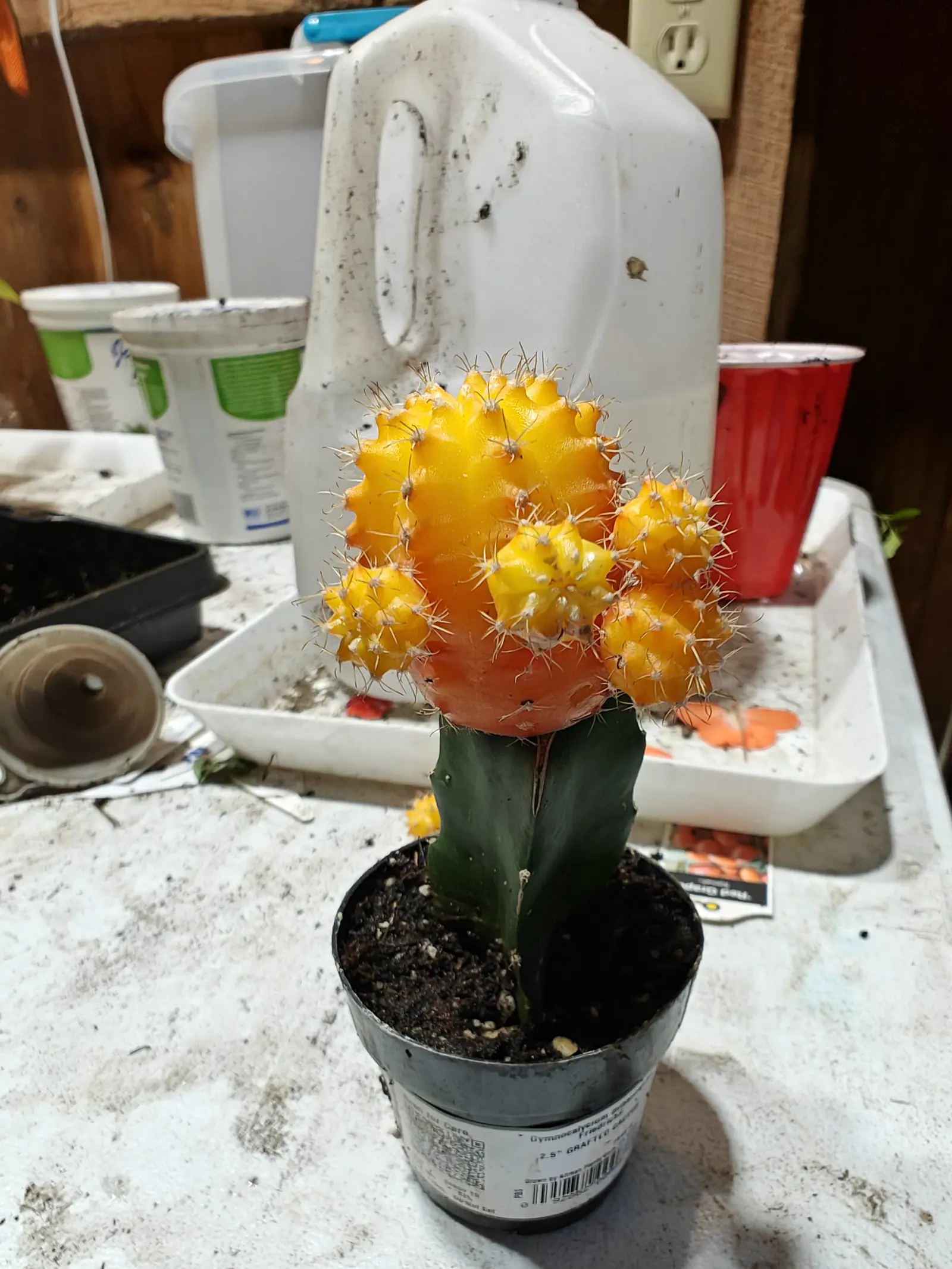 A grafted cactus on 1 July, its chlorophyll-free body a vivid yellow deepening to orange down every shaded groove, sitting at a flat seam on a dark three-winged green stock, four offsets crowded round its base under dim indoor light.