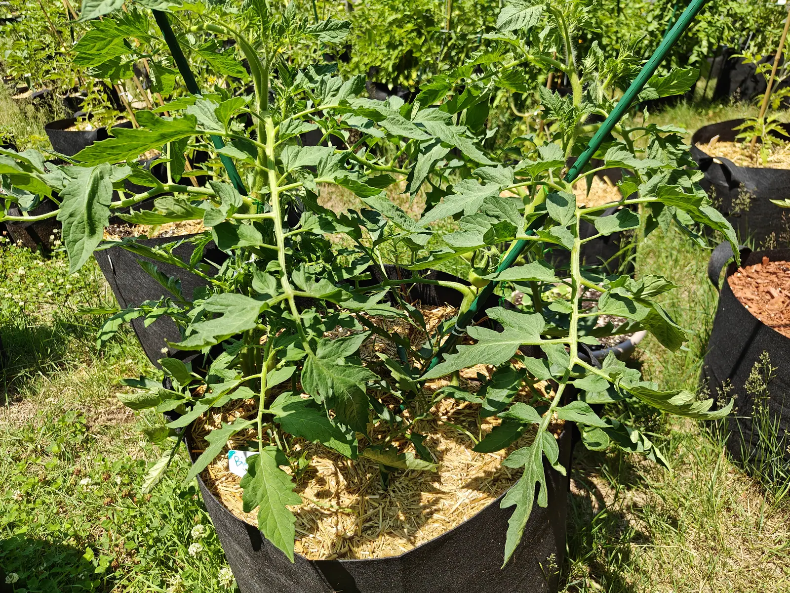A Big Boy tomato on 1 July, one green fruit still trailing its shriveled flower under recurved sepals, every stem and leaf underside on the plant furred white, and white clover in flower right up to it in hard short-shadowed sun.