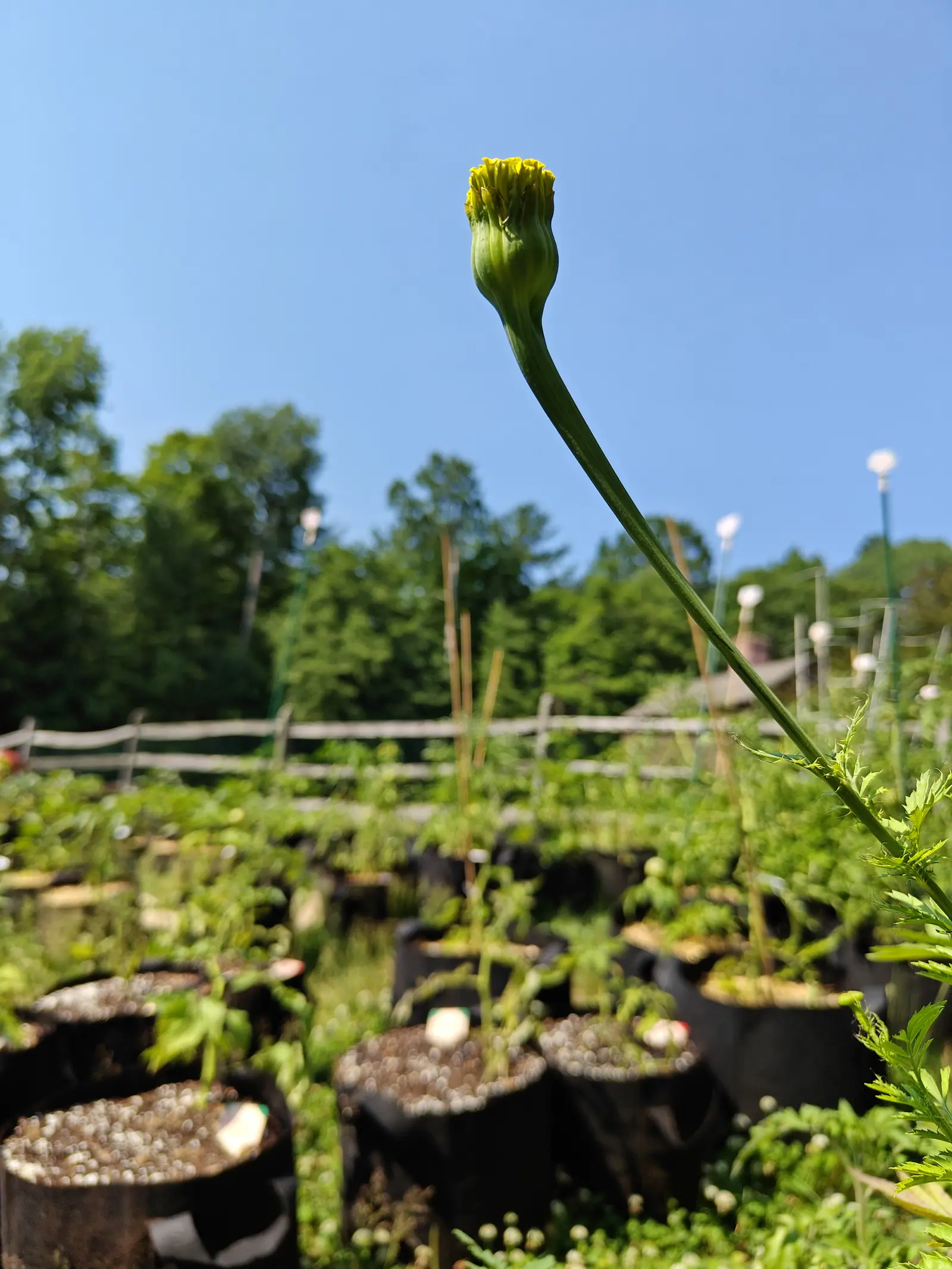 A marigold on 1 July shot from underneath against a cloudless blue, its head held out on a long sinuous stalk that swells straight into a smooth green tube, the florets crumpled and only just pushing out of the top of it.
