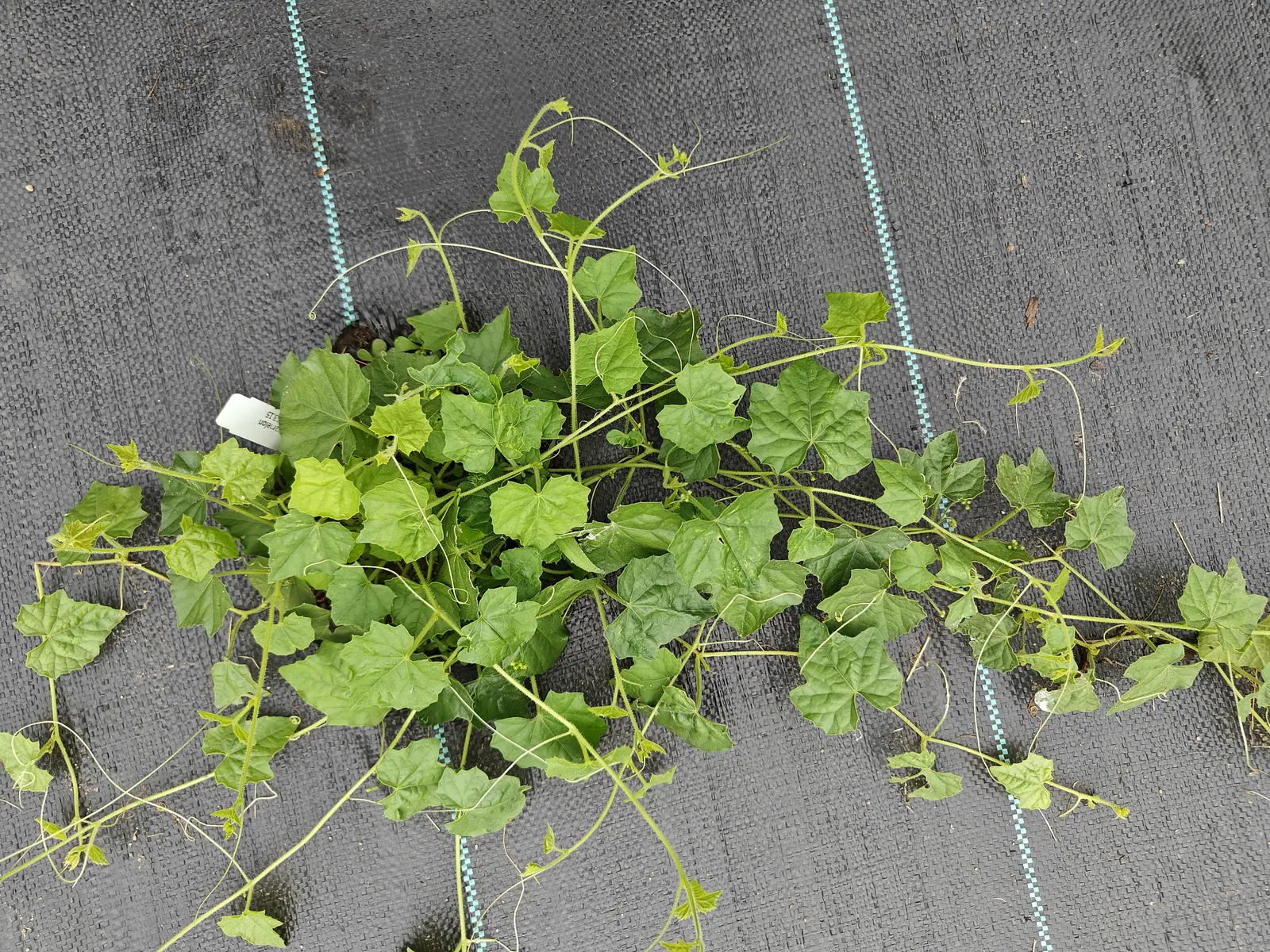A cucamelon on 1 July, wiry and small-leaved with three-lobed blades like ivy, its single thread tendrils curling off at every node and several already dried to tight brown corkscrews, one leaf bleached whitish at the edge of the frame.