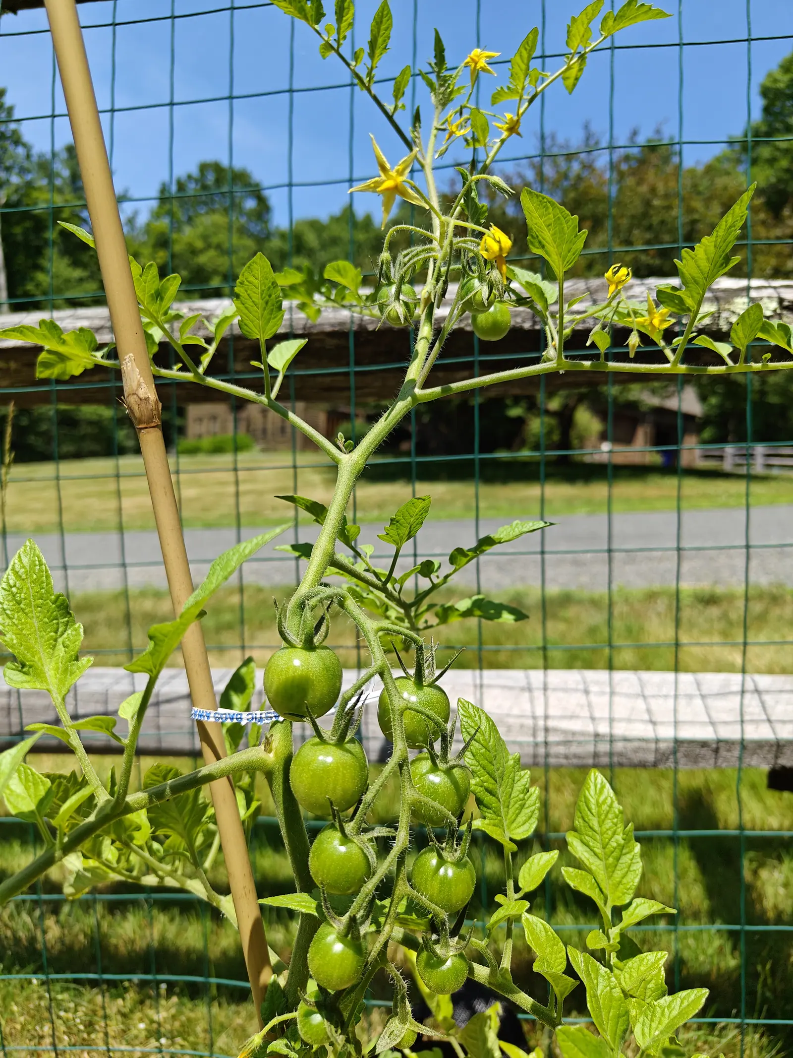 Super Sweet 100 tomatoes on 1 July, a branched truss of more than a dozen hanging in pairs and threes, none of them wider than the stem is thick at its base, with flowers still opening above them in hard sun under a deep blue sky.