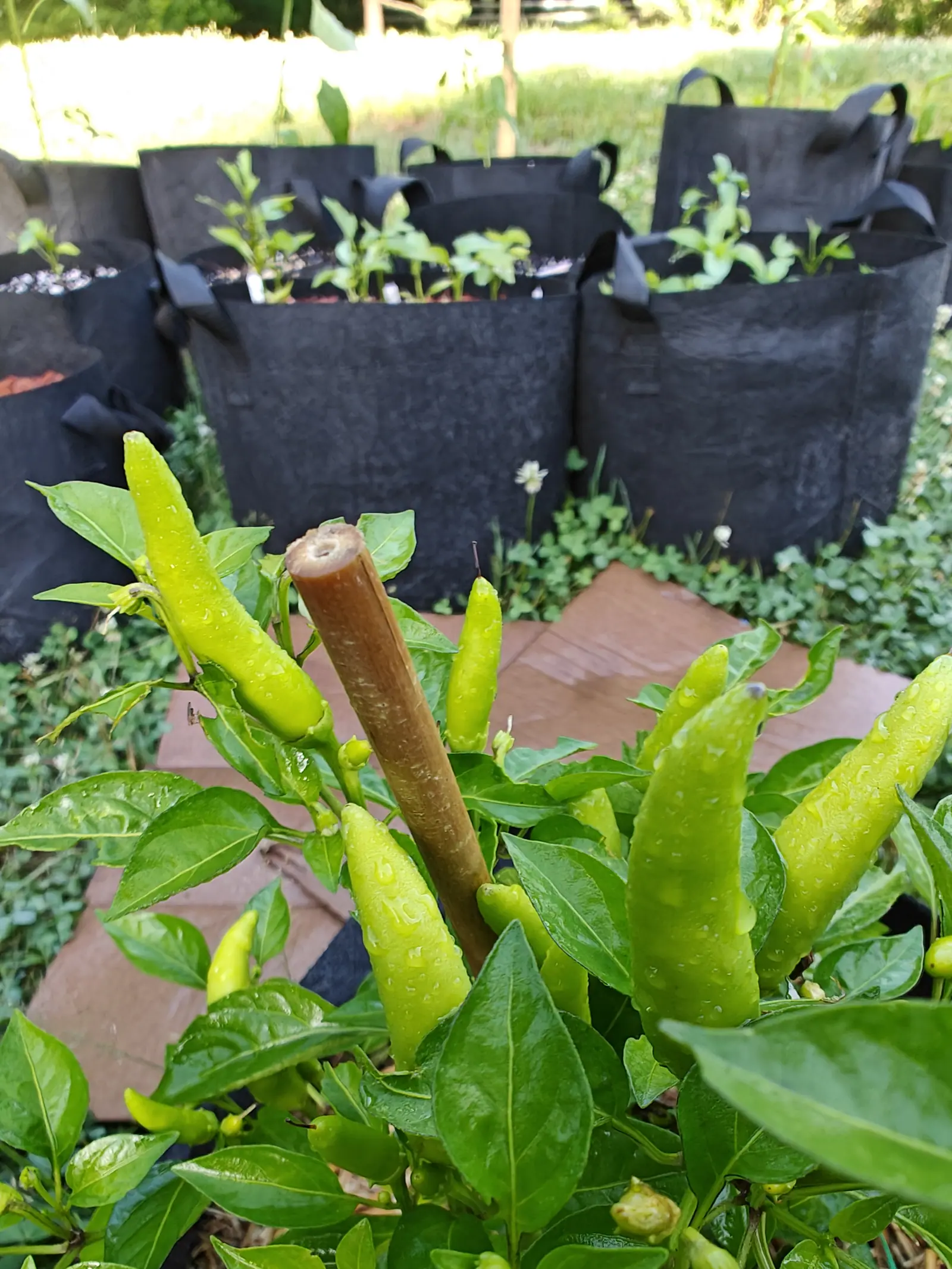 Chili Red peppers on 2 July standing bolt upright above the leaves, a dozen pale waxy fruit without a trace of red on them yet, each studded with water from overnight rain and lit low and soft with a blown-out band of sun on the grass behind.