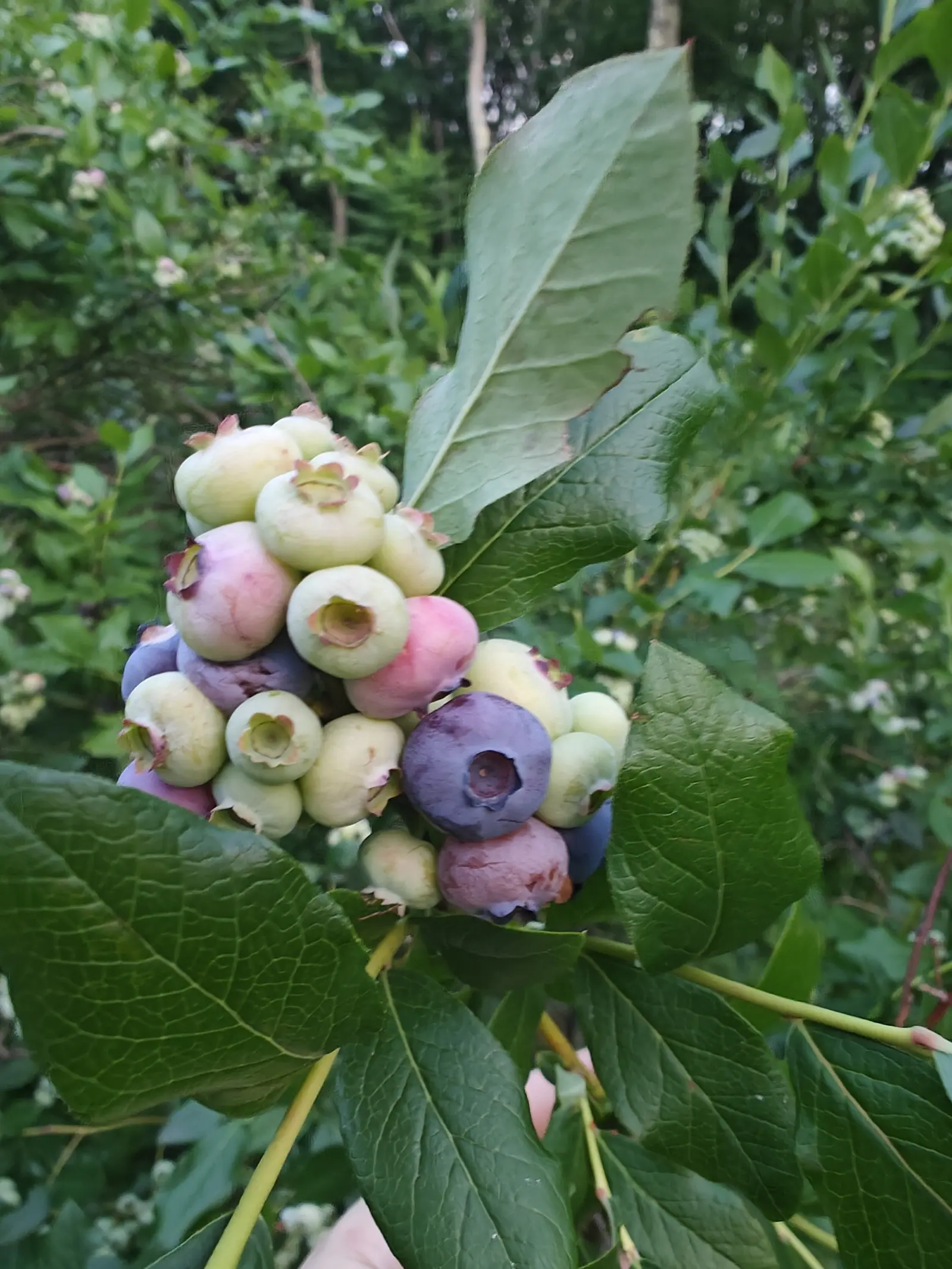 High Bush blueberries on 2 July with every stage in one cluster — creamy white, rose-flushed, mauve, and two gone fully dusty blue — a hand out of focus below steadying the branch and the woodland glinting through behind it.