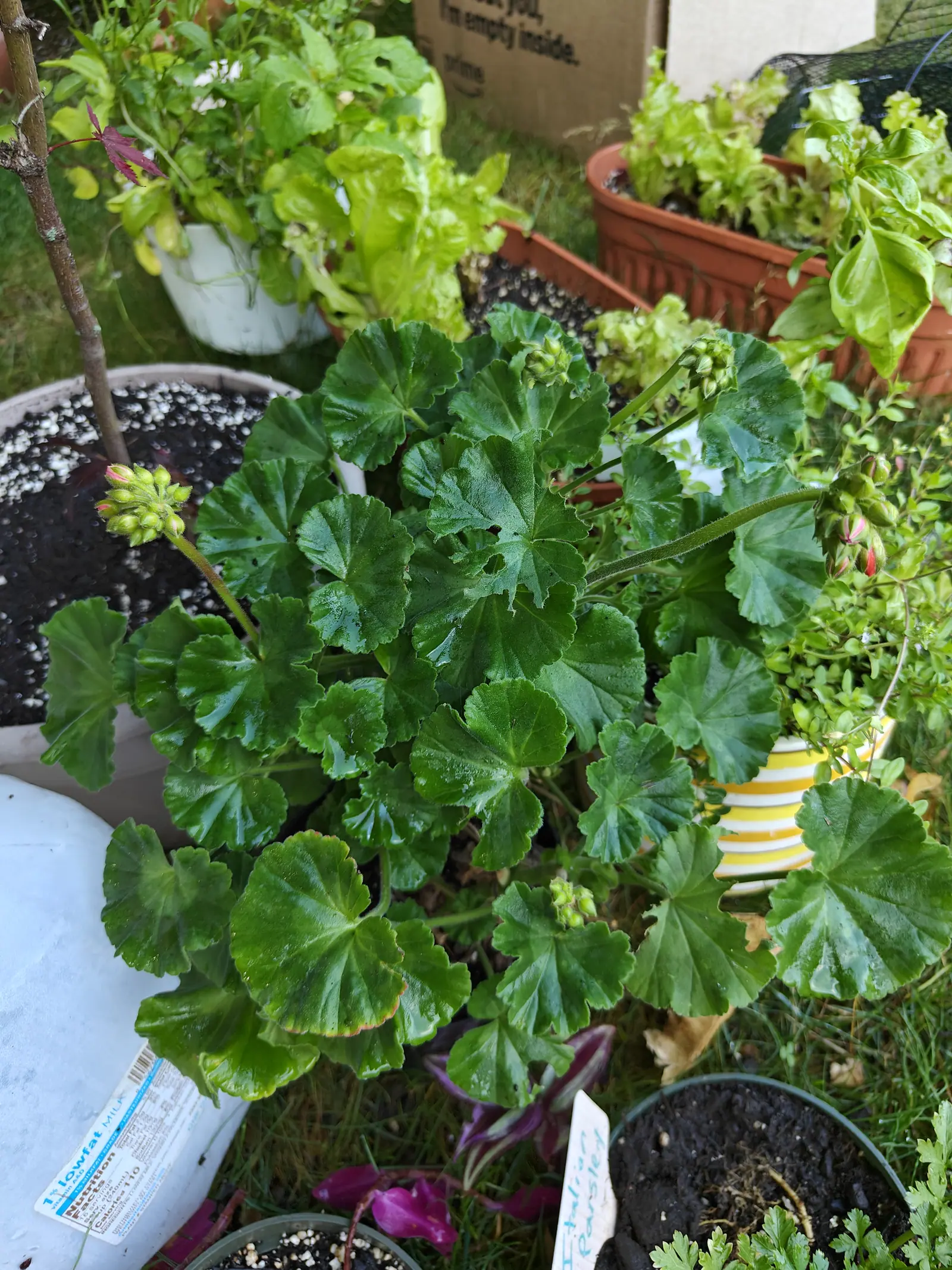 A zonal geranium on 2 July, not one flower open yet: four tight umbels of hairy green buds stand over the velvety scalloped leaves, and on the head at the right a few have split just far enough to show the scarlet inside.