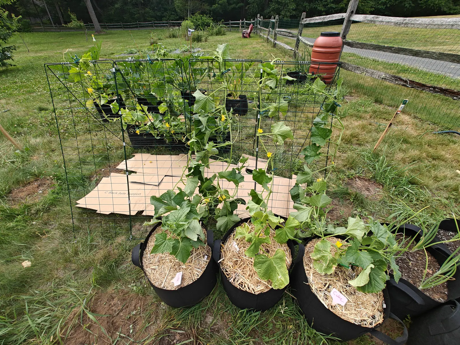 Suyo Long cucumbers on 5 July, a dozen small yellow stars open across the planting and no fruit set yet, the lowest leaves already bleached pale, and the anemometer cups of the weather station standing out past them under flat overcast.