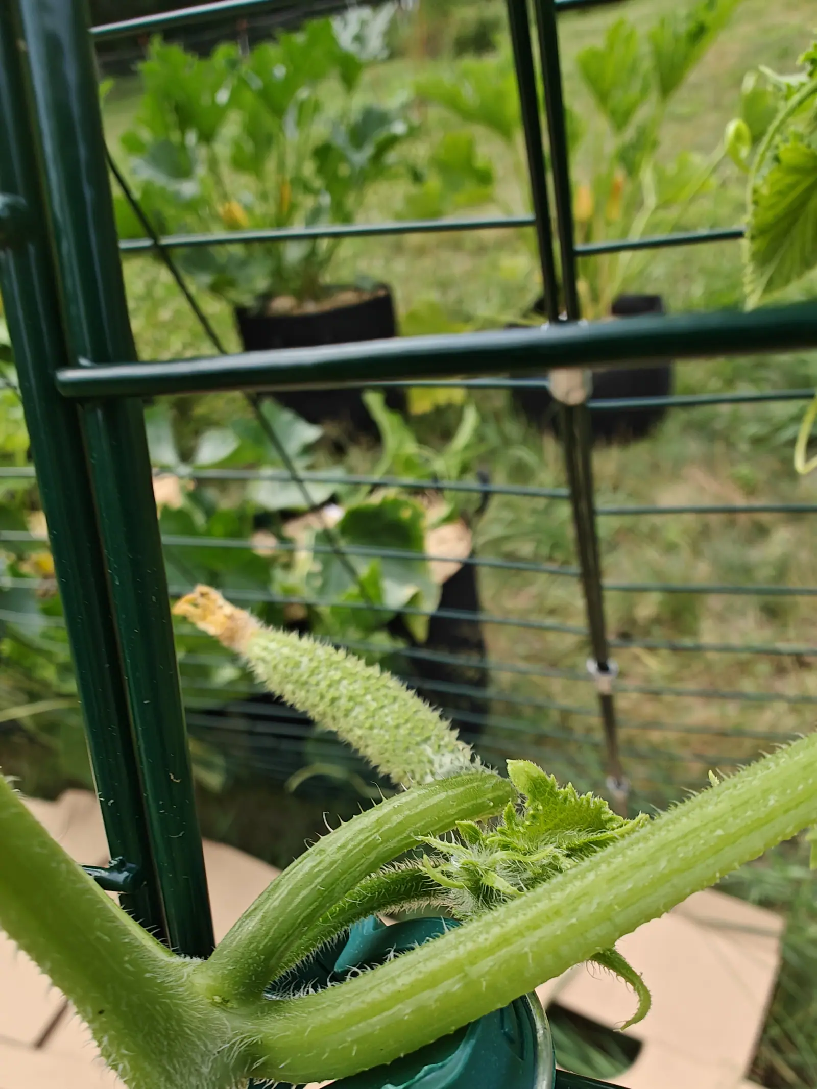 A Suyo Long cucumber on 5 July, still slim and straight and set all over with fine white-tipped prickles standing on their own little warts, the papery flower stuck to its nose, in bright hazy light with the stems too close in to hold focus.