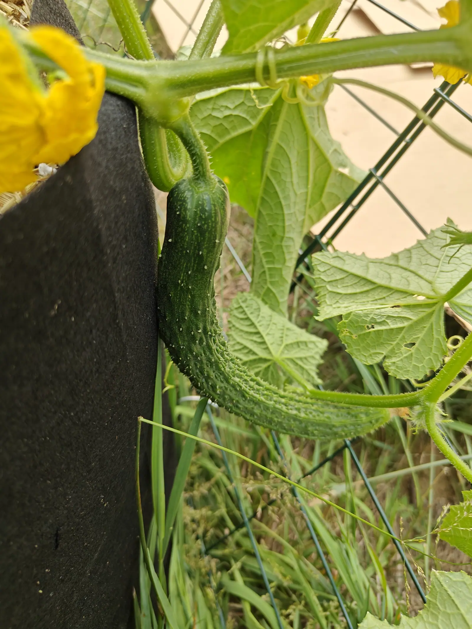 A Suyo Long cucumber on 5 July curved right round into a hook, its lengthwise ridges shallow at the shoulder and deepening to furrows at the tip, each wart tipped with a pale prickle, one crumpled yellow flower still open on the stem above.