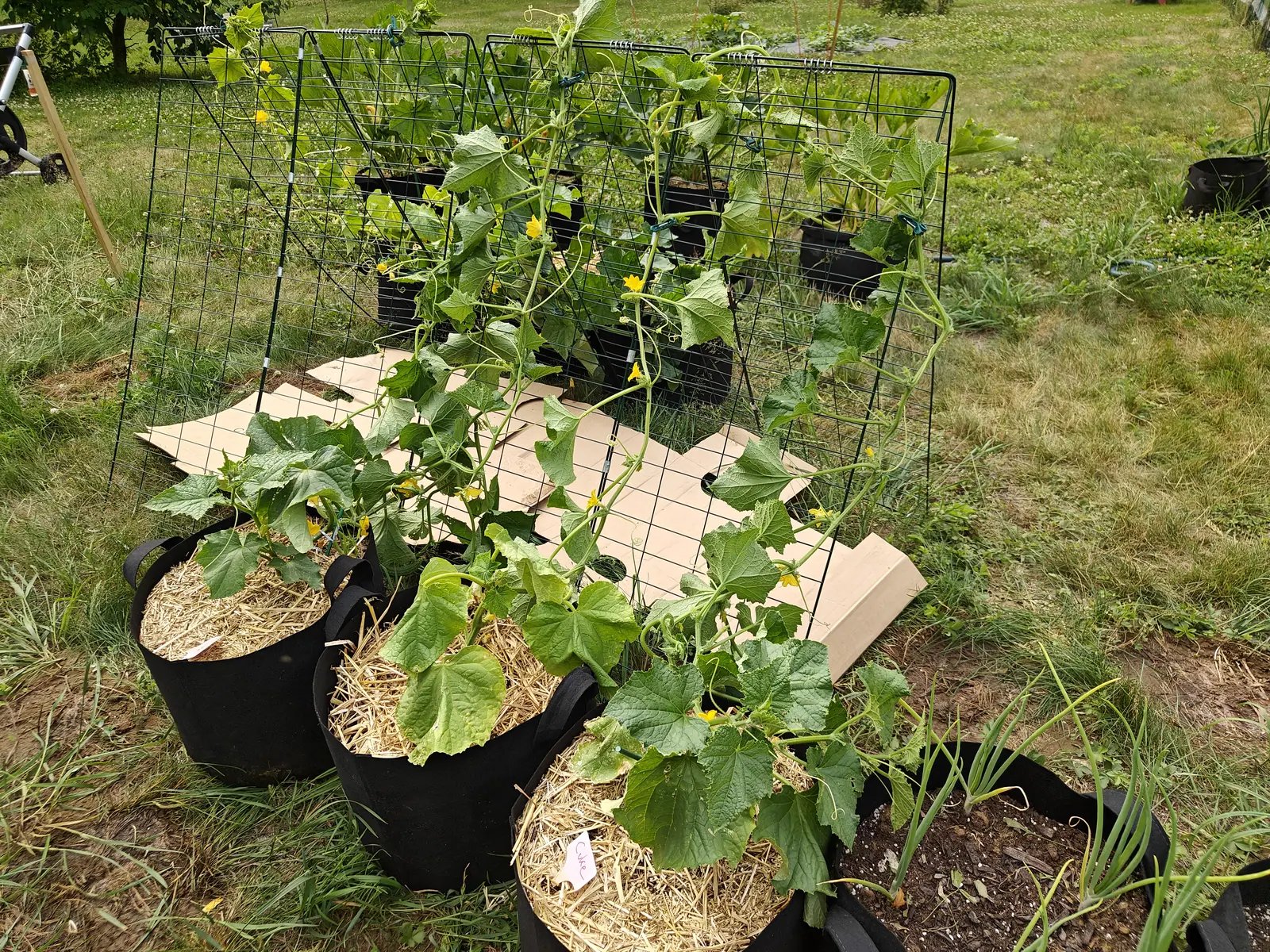 Suyo Long cucumbers on 5 July seen down the row, a dozen flowers open and the lowest leaves gone papery brown at their tips, with white clover flowering through the grass and the wheel of a barrow left standing at the end of it.