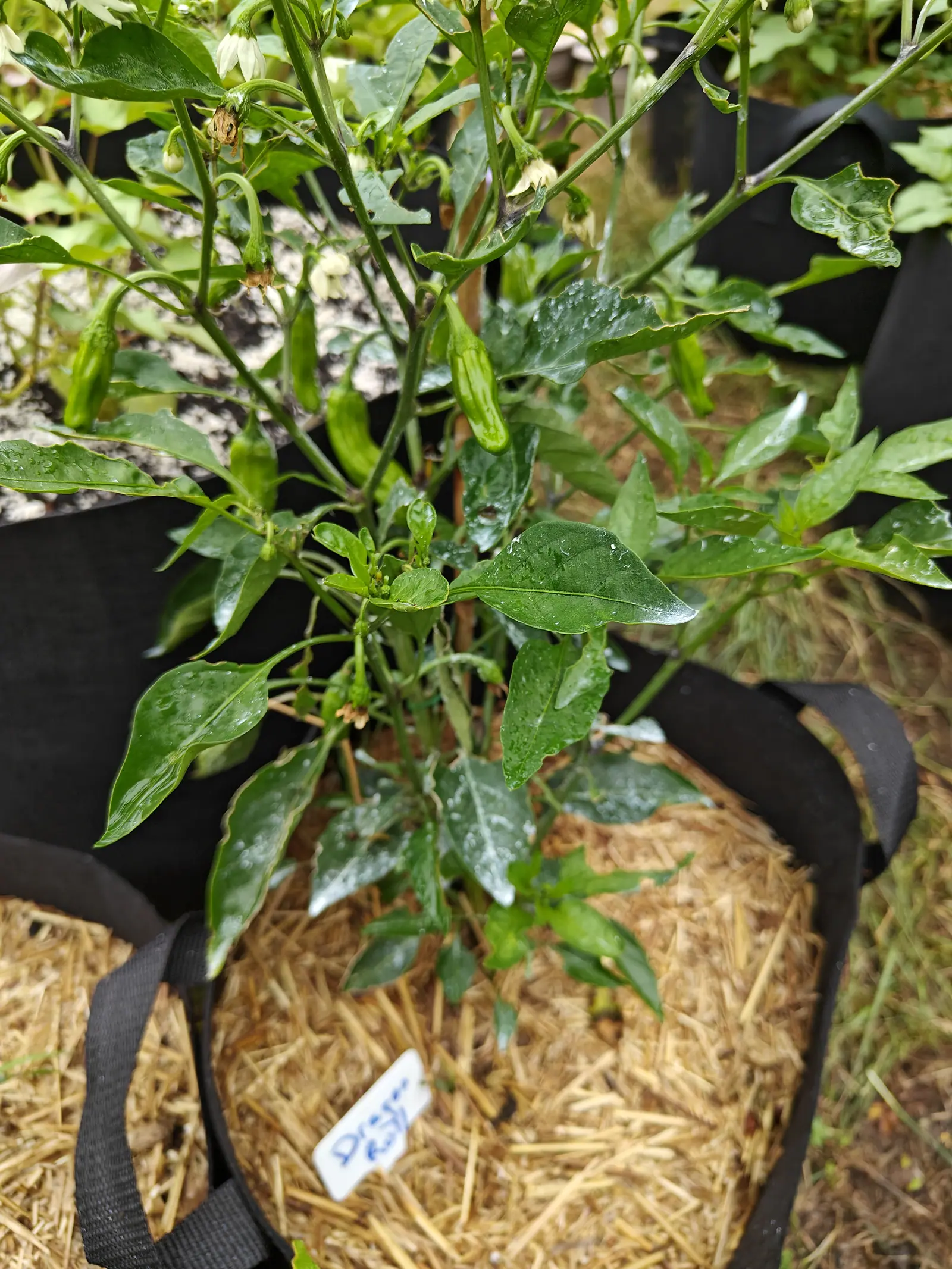 A pepper on 6 July setting fruit and still flowering at once — short blunt pods creased hard down their sides hanging beside narrow cream bells and the dried brown husks of earlier flowers, everything running with water after rain.
