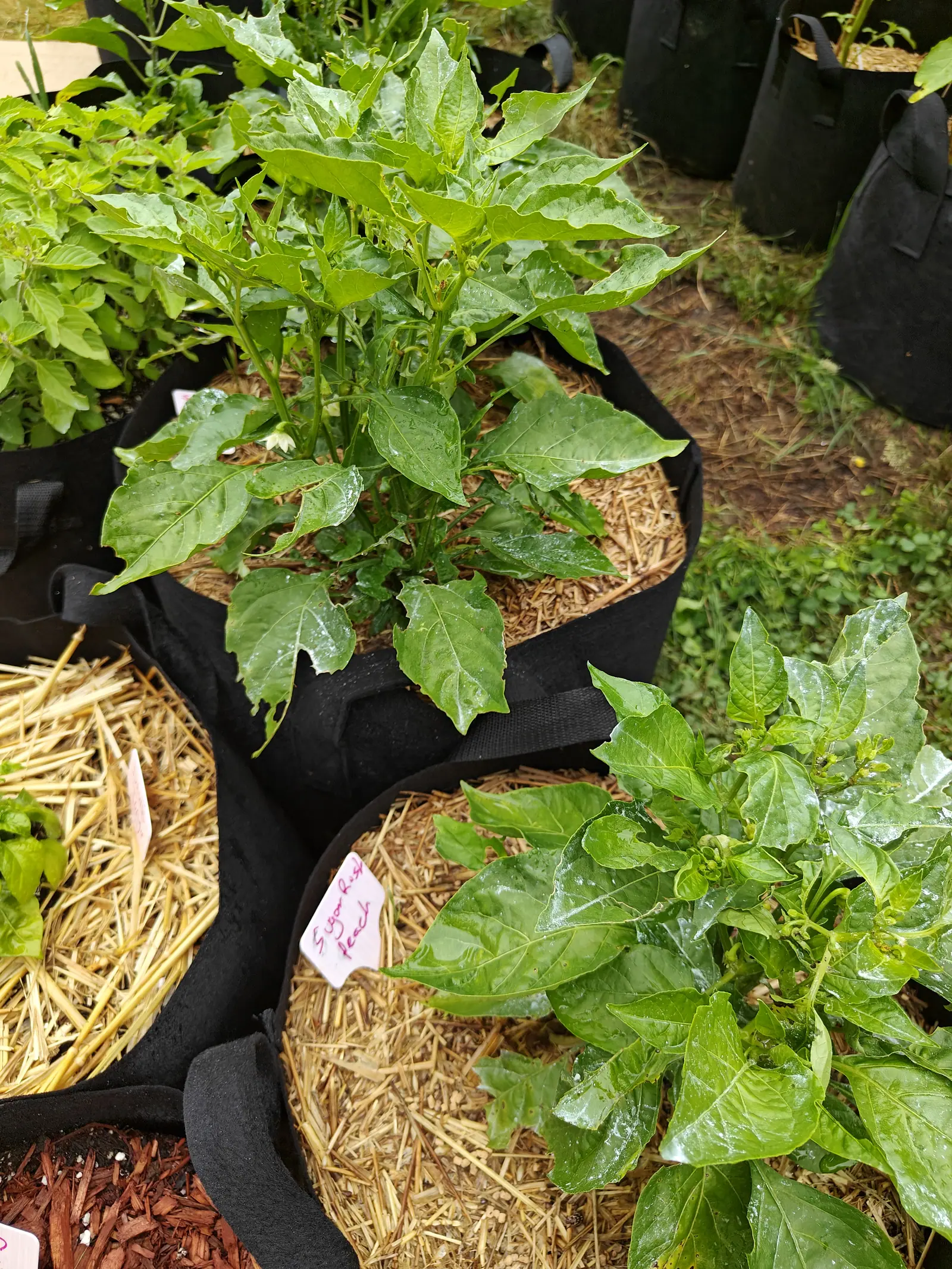 Sugar Rush Peach peppers on 6 July, two plants of the same sowing gone different ways — one dark and rippling at the leaf edge with buds crowded at its tip, the other pale and yellow and chewed to rags, both streaming after rain.