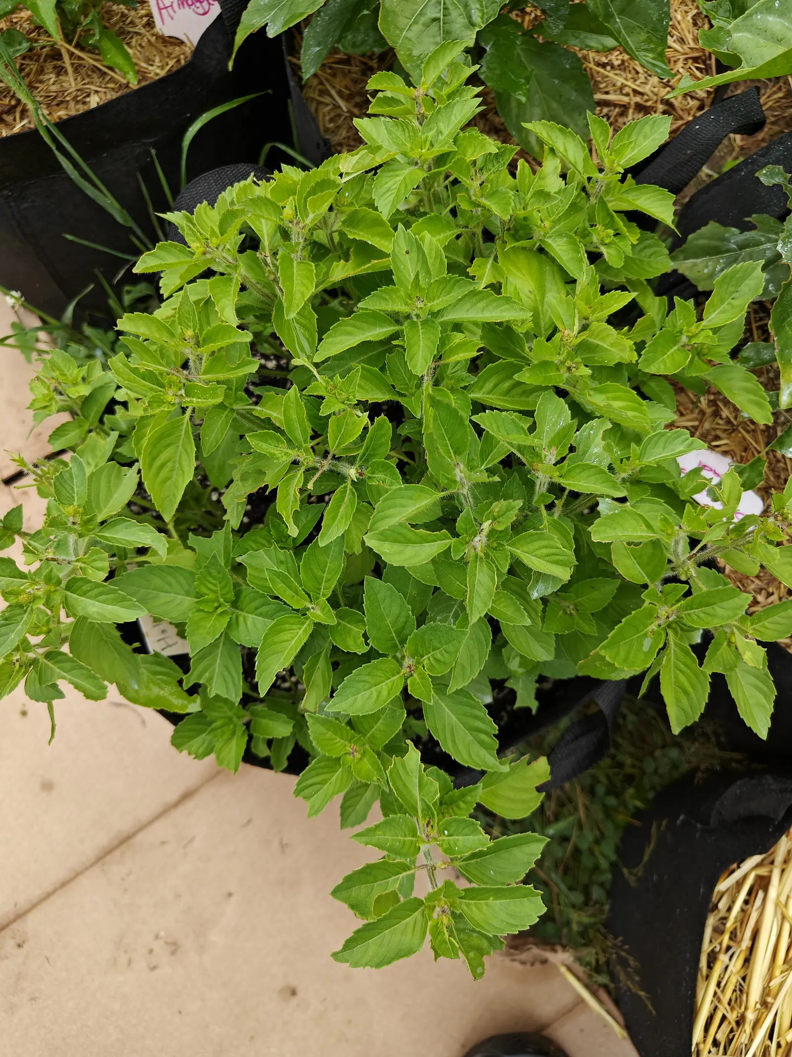 Holy basil on 6 July, a mound of yellow-green shoots with every leaf pair set square across the one below, long soft hairs standing out white along the stems and jagged margins, and two spikes just beginning to stack up at the tips.