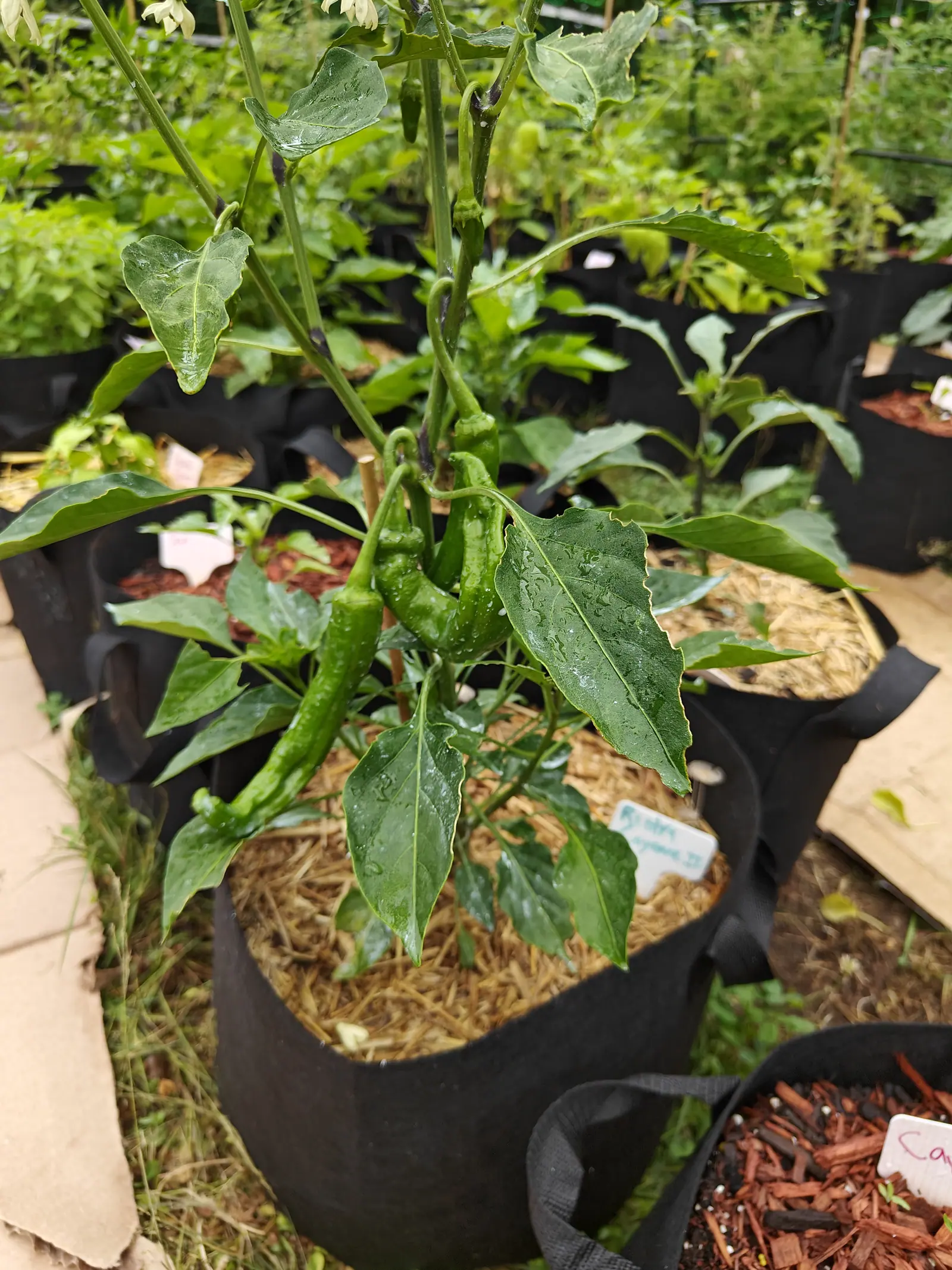 Ristra Cayenne II peppers on 6 July, five or six pods hanging point-down off stalks hooked hard over, each tapering from a broad shoulder and undulating along its length, the whole plant beaded and streaked with rain under flat overcast.