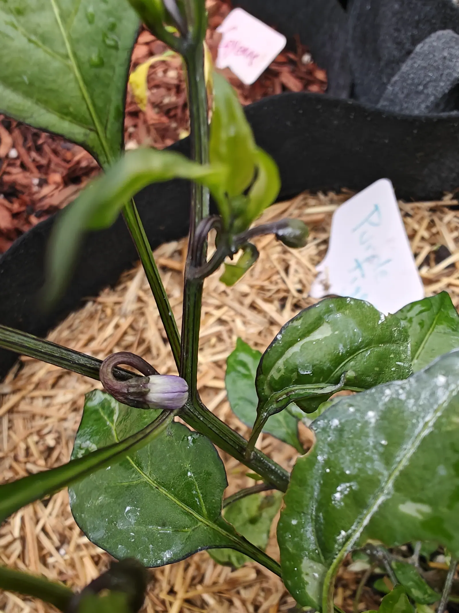 A Purple Tiger pepper on 6 July, its stems near-black with pale green ribs running up them and every flower stalk looped over in a full hook, one bud still shut with violet running down each petal seam, wet through after rain.