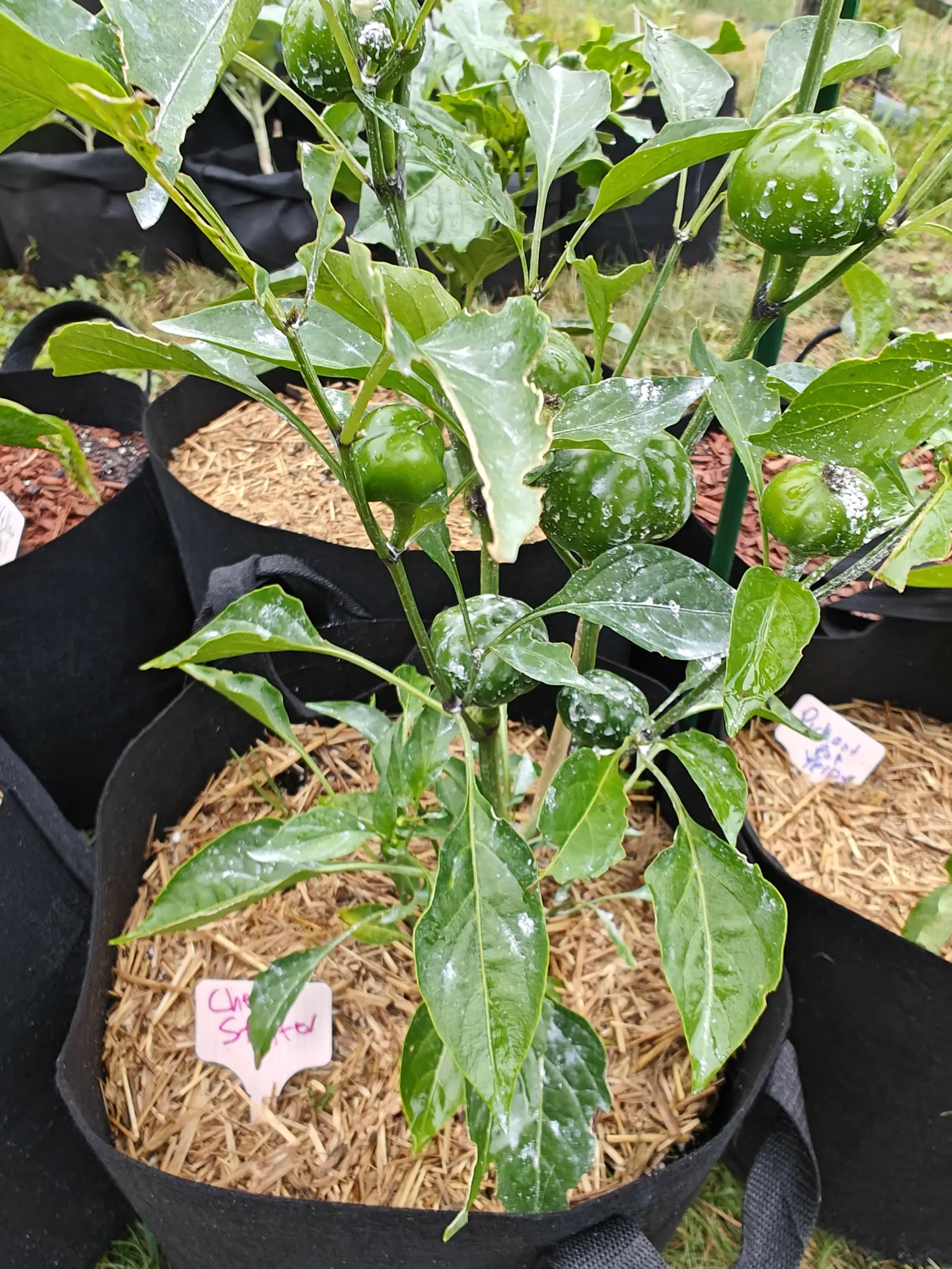 Cherry Stuffer peppers on 6 July sitting upright on stout stalks instead of hanging, the calyx clasped up under each flattened globe, and above them one leaf gone more than half cream where the variegation ran away with the blade.