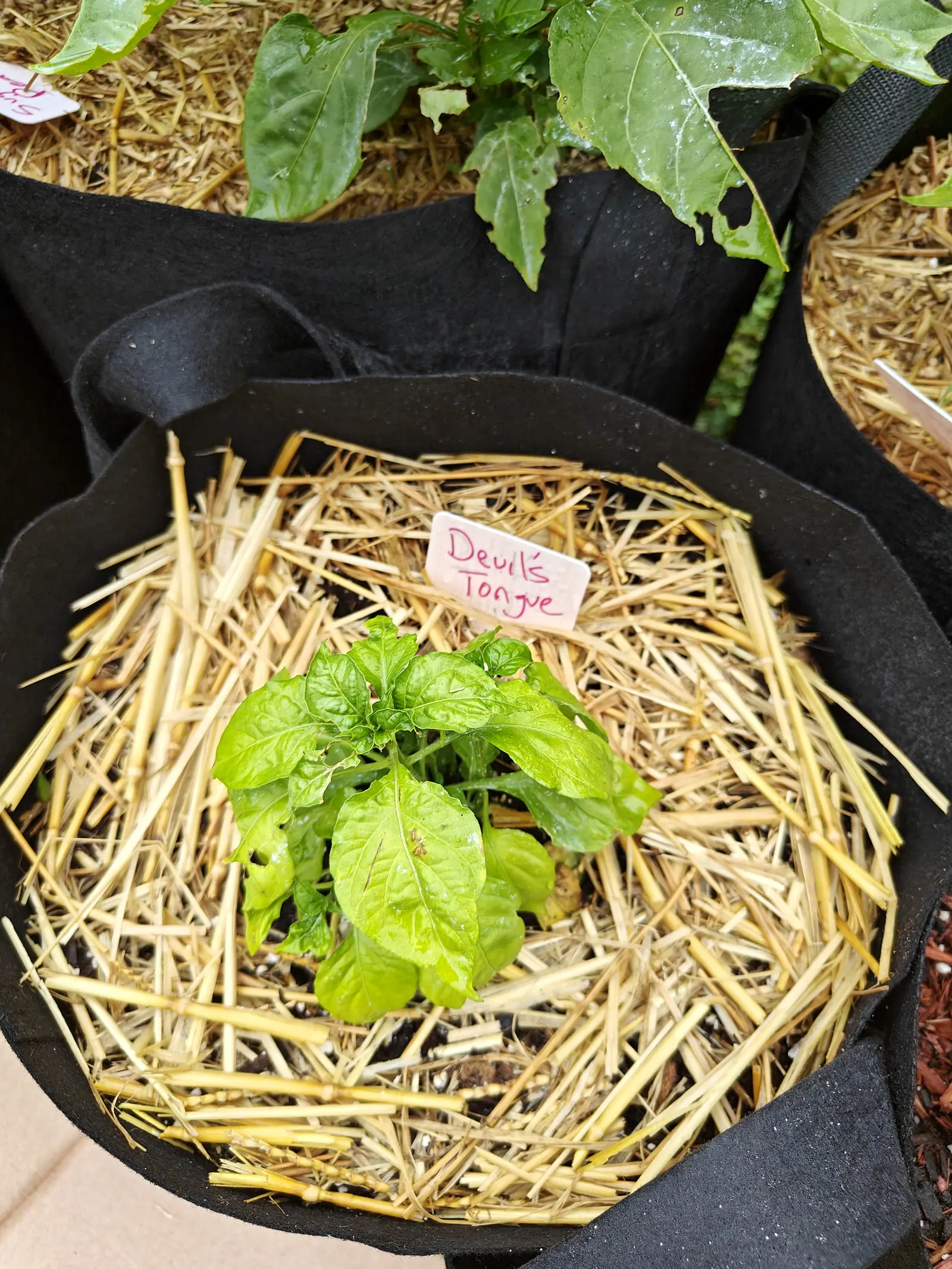 A young transplant on 6 July, barely a dozen leaves and no bud on it, each blade puckered deep between sunken veins and rippling at its untoothed edge, several browned and torn at the margin and one holed clean through.