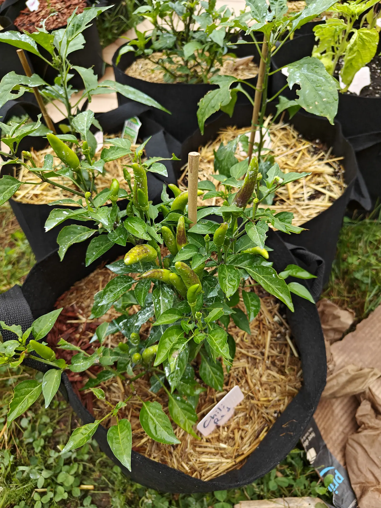 Chili Red peppers on 6 July, twenty pods standing up above the leaves with a brown-purple mottling and dark speckling laid only across the side that faces the sky, the foliage under them chewed to notches and one leaf to its veins.