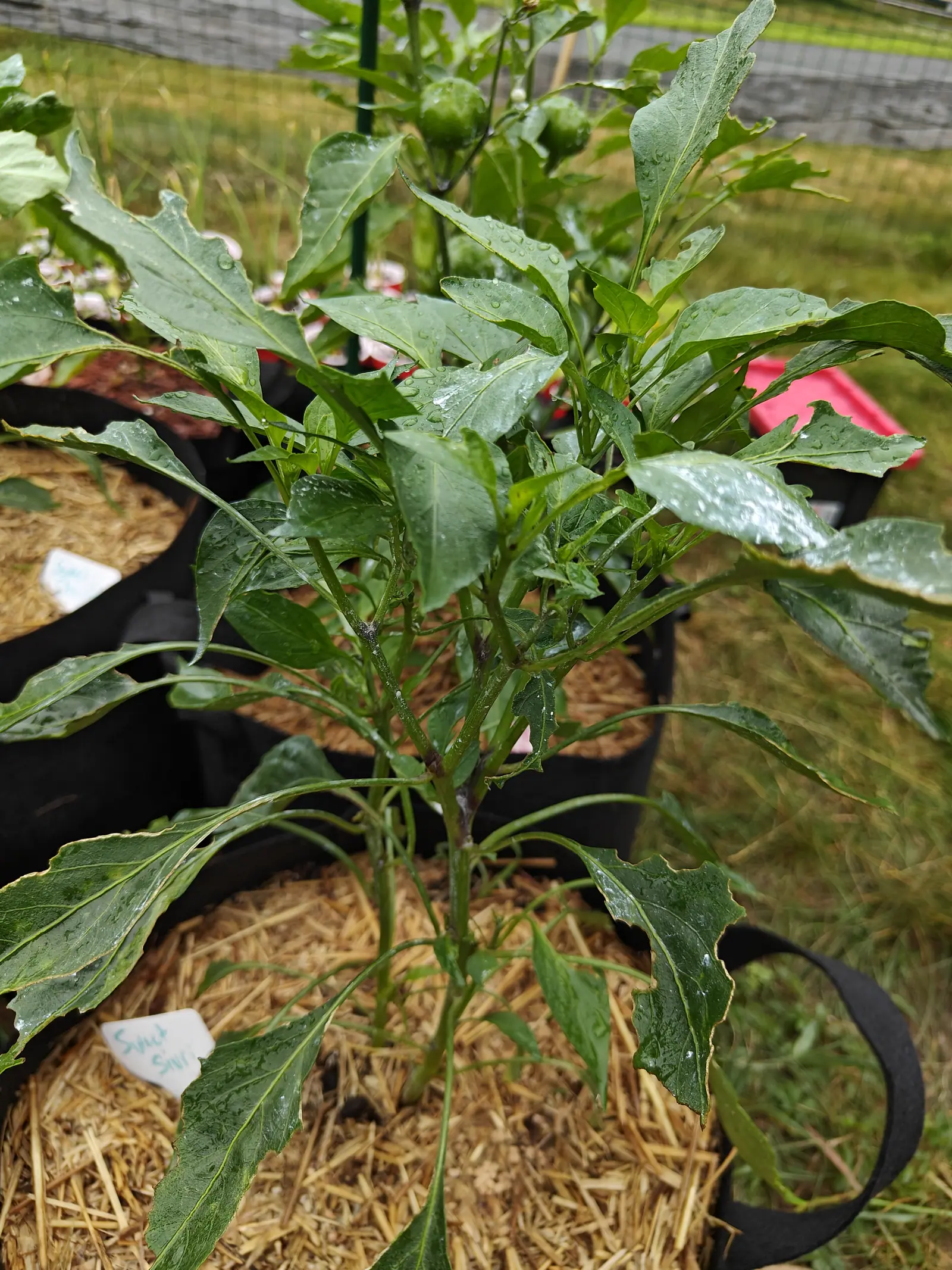 A Sweet Sivri pepper on 6 July, its long narrow leaves rimmed pale cream the whole way round the margin and chewed into deep notches, one torn back nearly to the midrib, with a haze of pink flowers out of focus behind it in the rain.