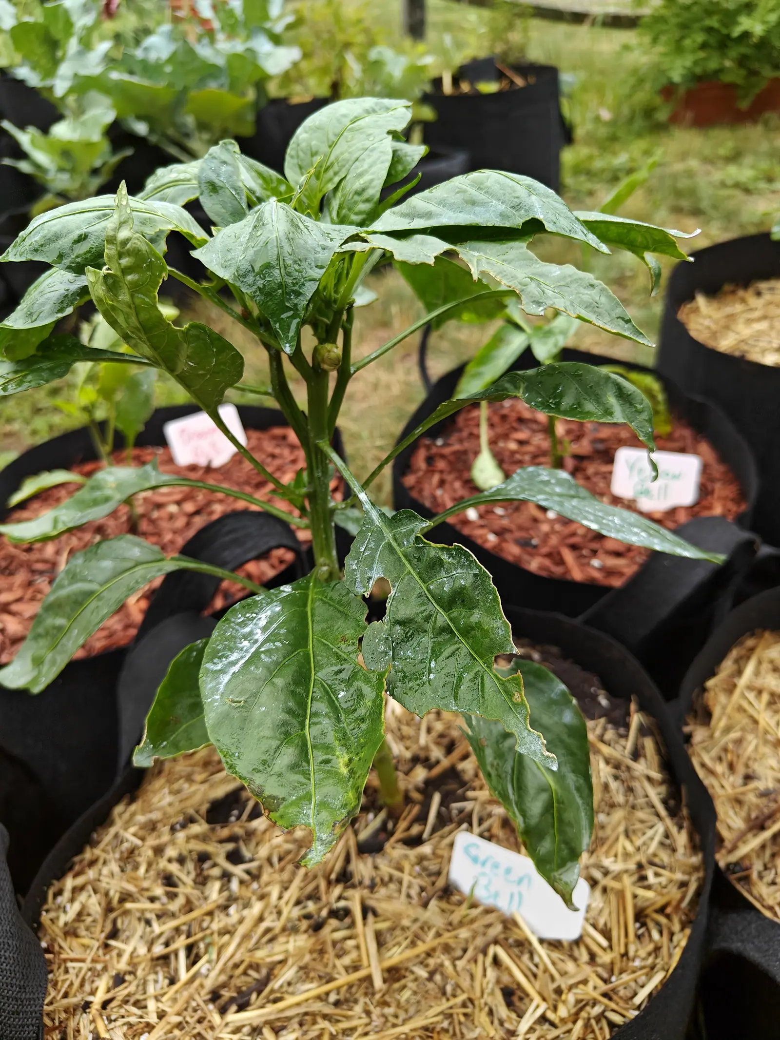 A California Wonder pepper on 6 July with its first bud sitting exactly in the fork of the Y, cream-green on a short thick stalk, the leaves below it notched at the margins and one holed twice through, all of it soaked under gray overcast.