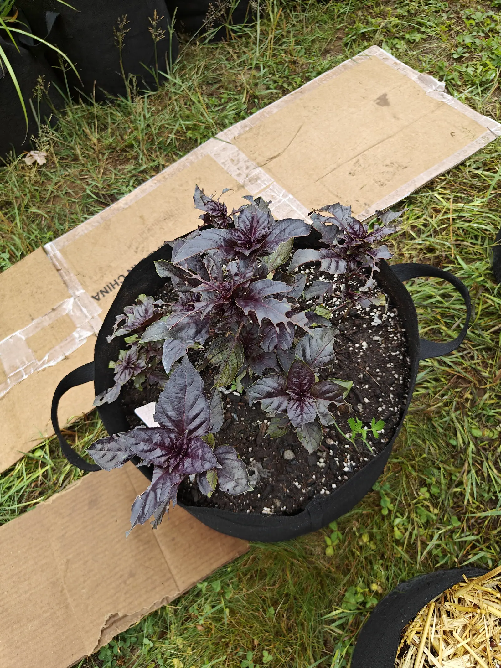 Purple Petra basil on 6 July, each pair of leaves set square across the one below so every growing tip reads as a four-pointed rosette, the blades quilted deep and near-black purple over magenta midribs, two of them patched half green.