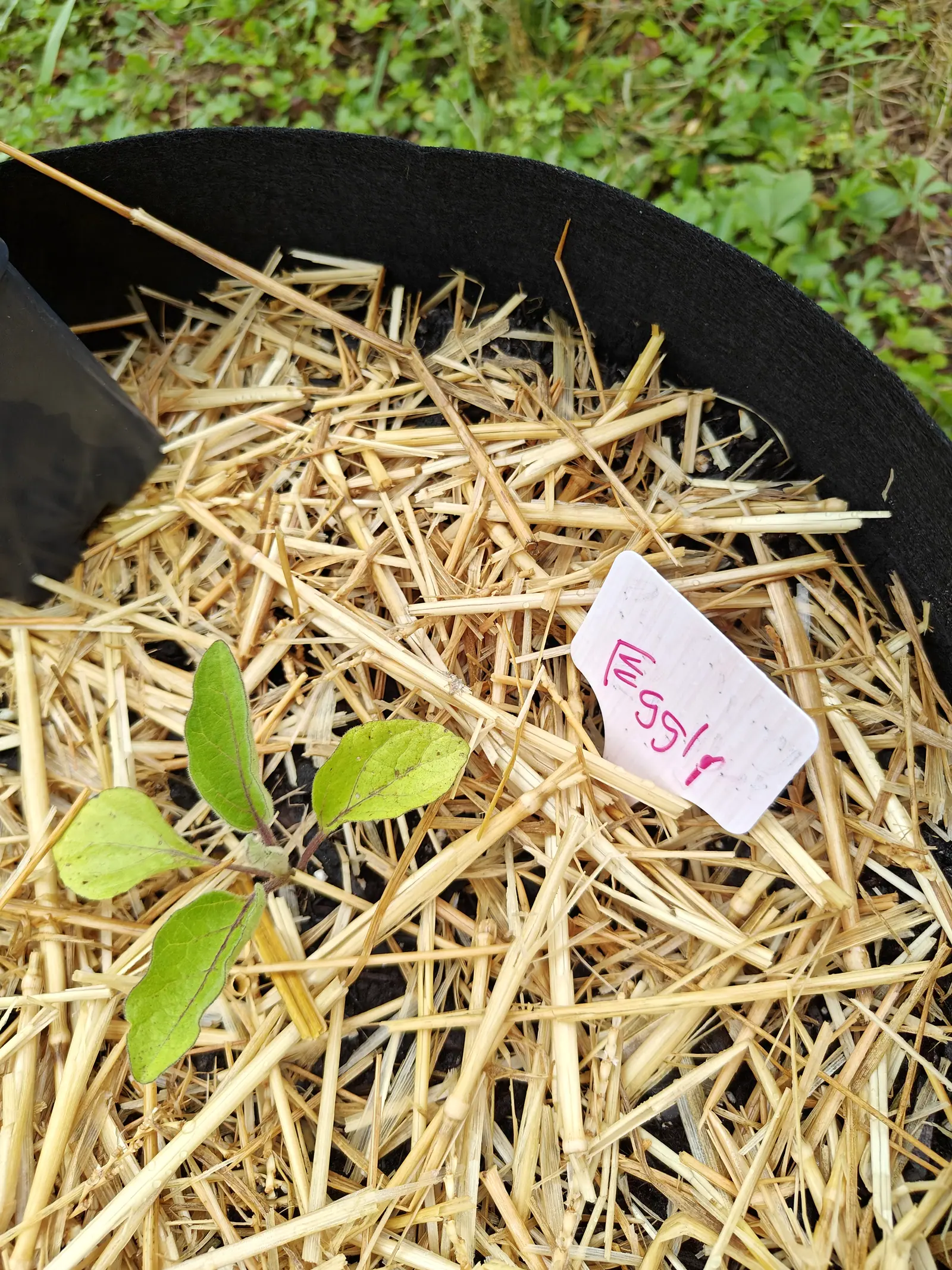 A seedling on 6 July with four spoon-shaped leaves out and a fifth still unfolding felted gray at the crown, a fringe of fine pale hairs running the whole length of every margin and the stalks below flushed dark purple-red, in flat dry light.