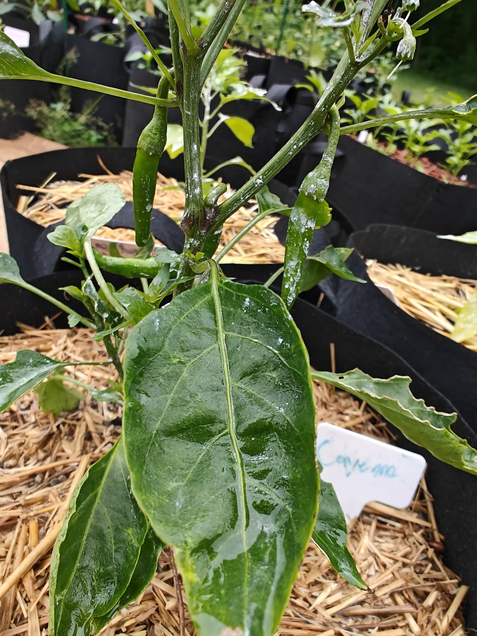 Cayenne Blend chilies on 6 July hanging on short thick stalks under five-pointed green caps, one odd pod pointing up out of a fork, and a July dusting of kaolin clay drying in fine white grains across pods, leaves and stems alike.