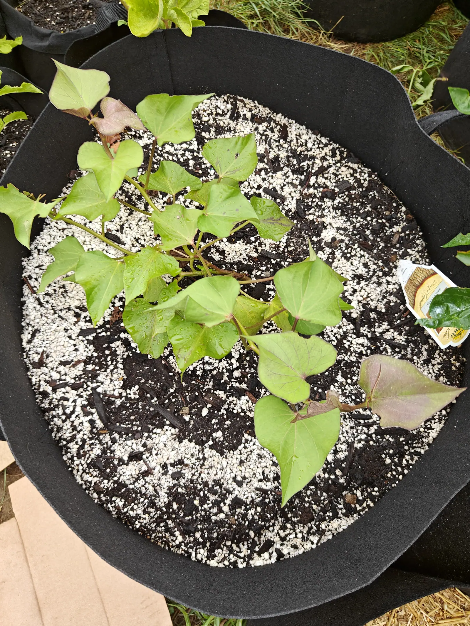Sweet potato slips on 6 July running flat from one crown, carrying whole hearts and three-lobed blades on the same stem and a purple blotch struck into each blade exactly where the stalk joins it, the oldest leaves yellow-green and rain-beaded.