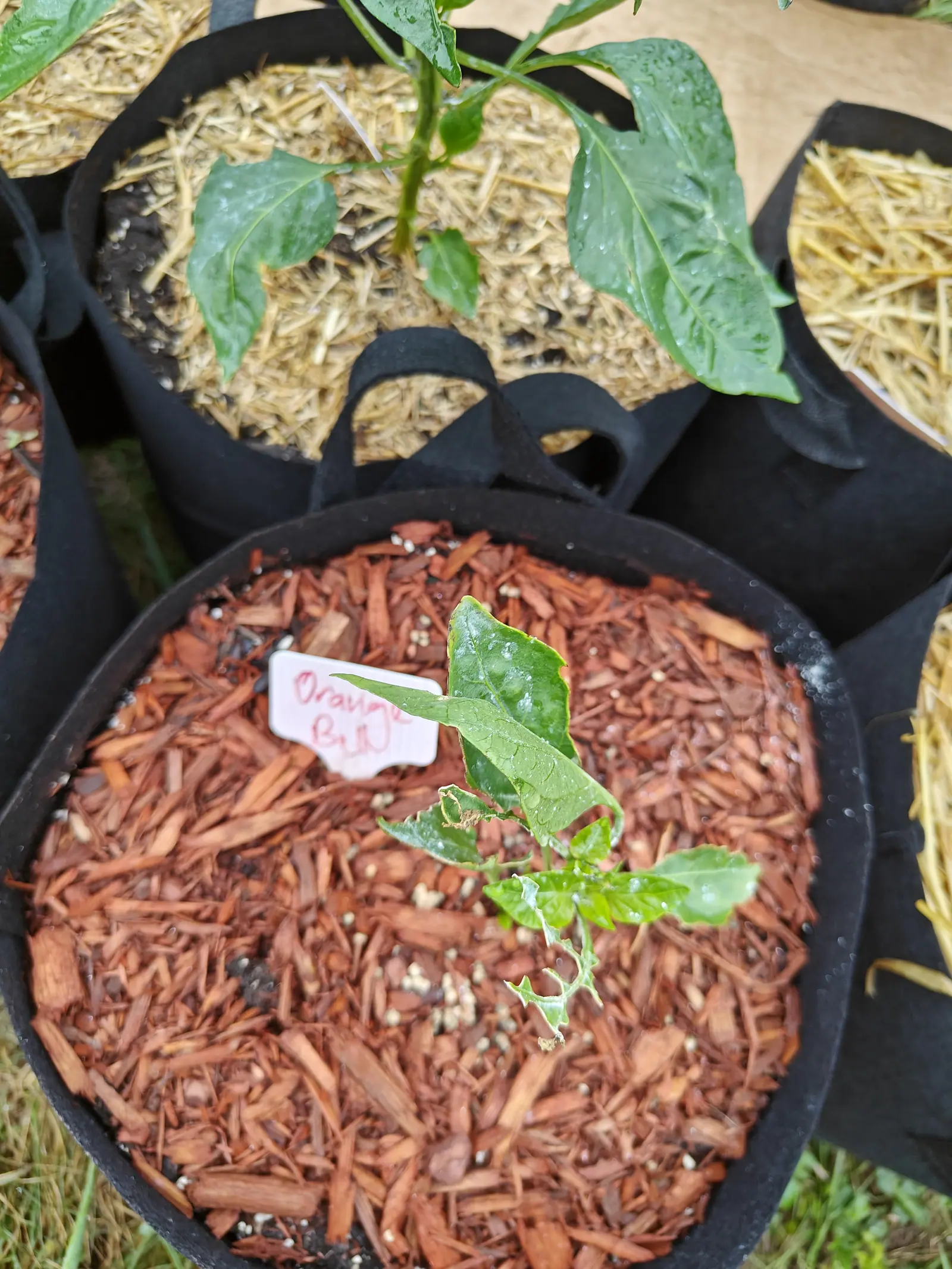 A seedling on 6 July grazed down to almost nothing: big scalloped bites out of nearly every margin, one lower leaf left as little more than its rim and midrib, another rolled shut into a dry brown tube, wet through under flat overcast.