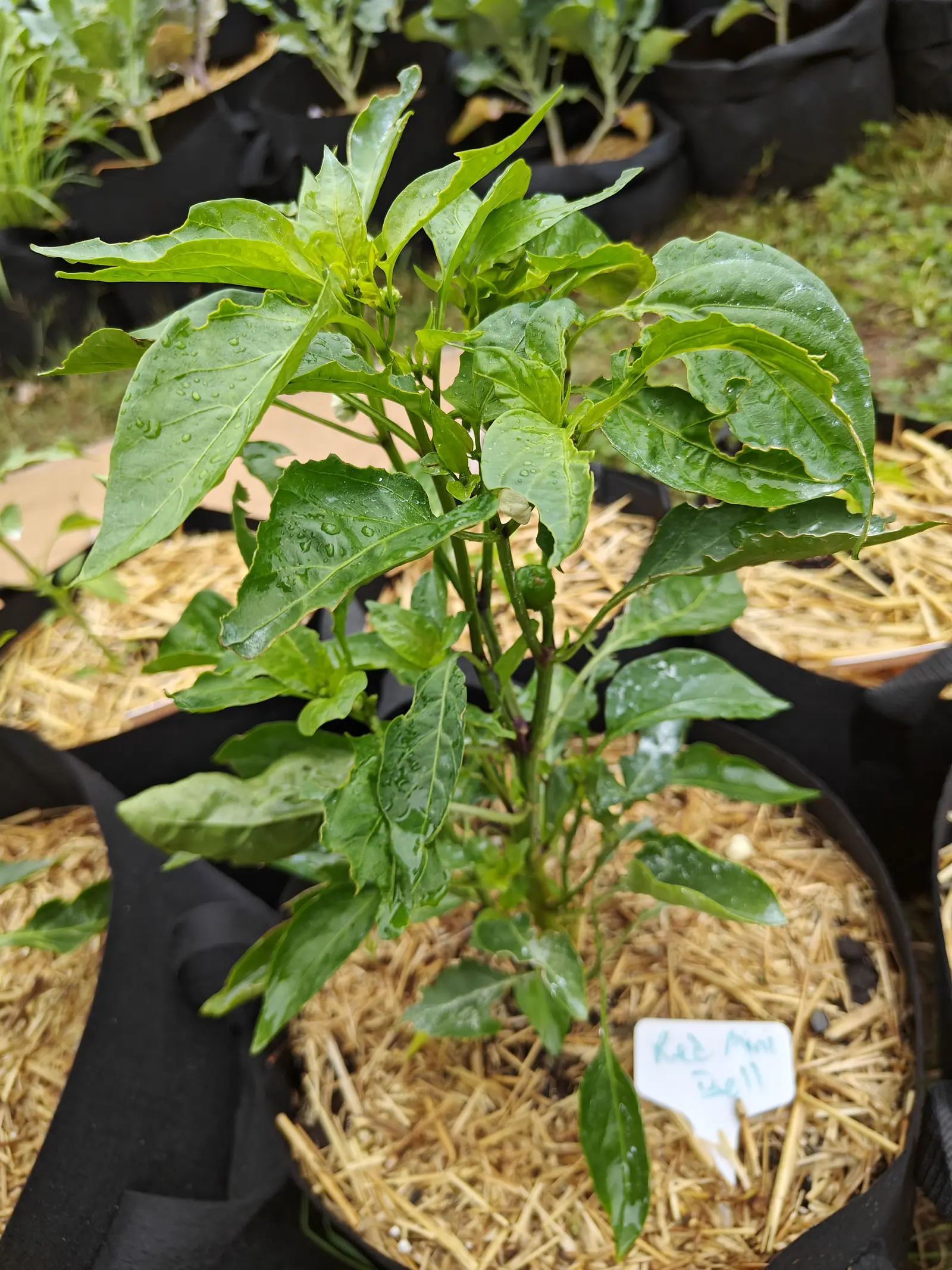 A Red Mini Bell pepper on 6 July with all three stages on one stem — a bud at the tip, a cream flower hanging face-down below it, and under that a round green fruit already set on a thickened stalk — every leaf rain-beaded in flat light.